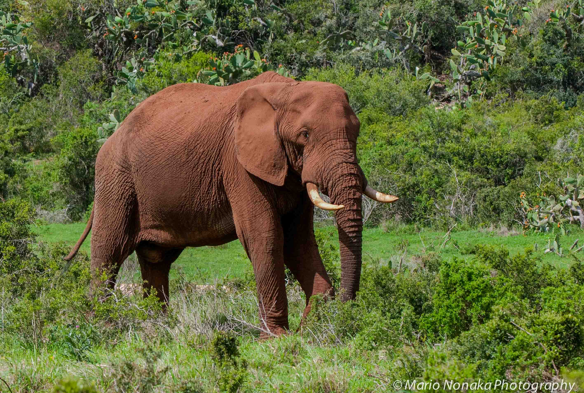 Nikon AF-S Nikkor 200-400mm F4G ED-IF VR sample photo. African elephant photography