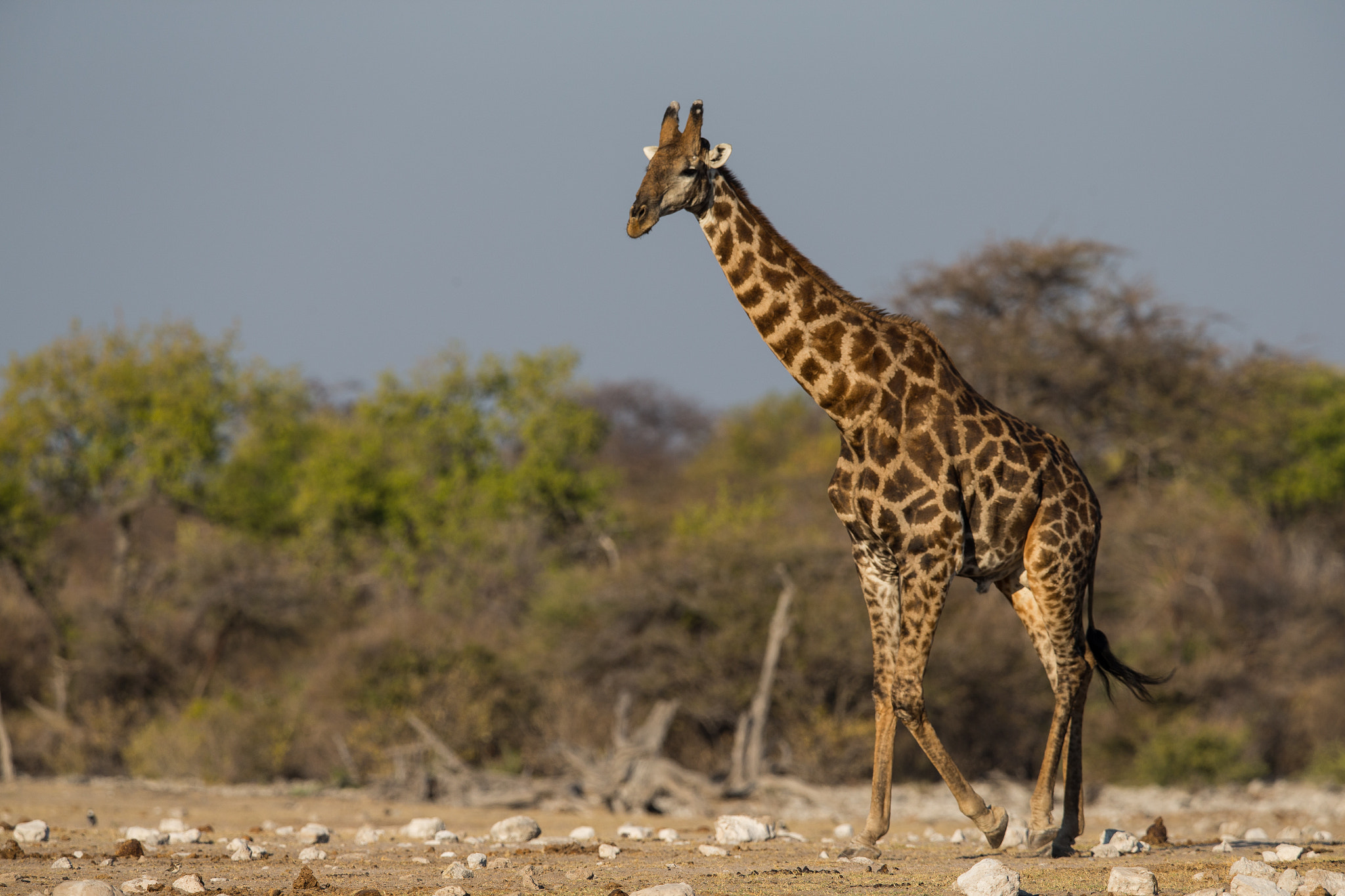 Canon EF 400mm F2.8L IS II USM sample photo. Giraffe. photography