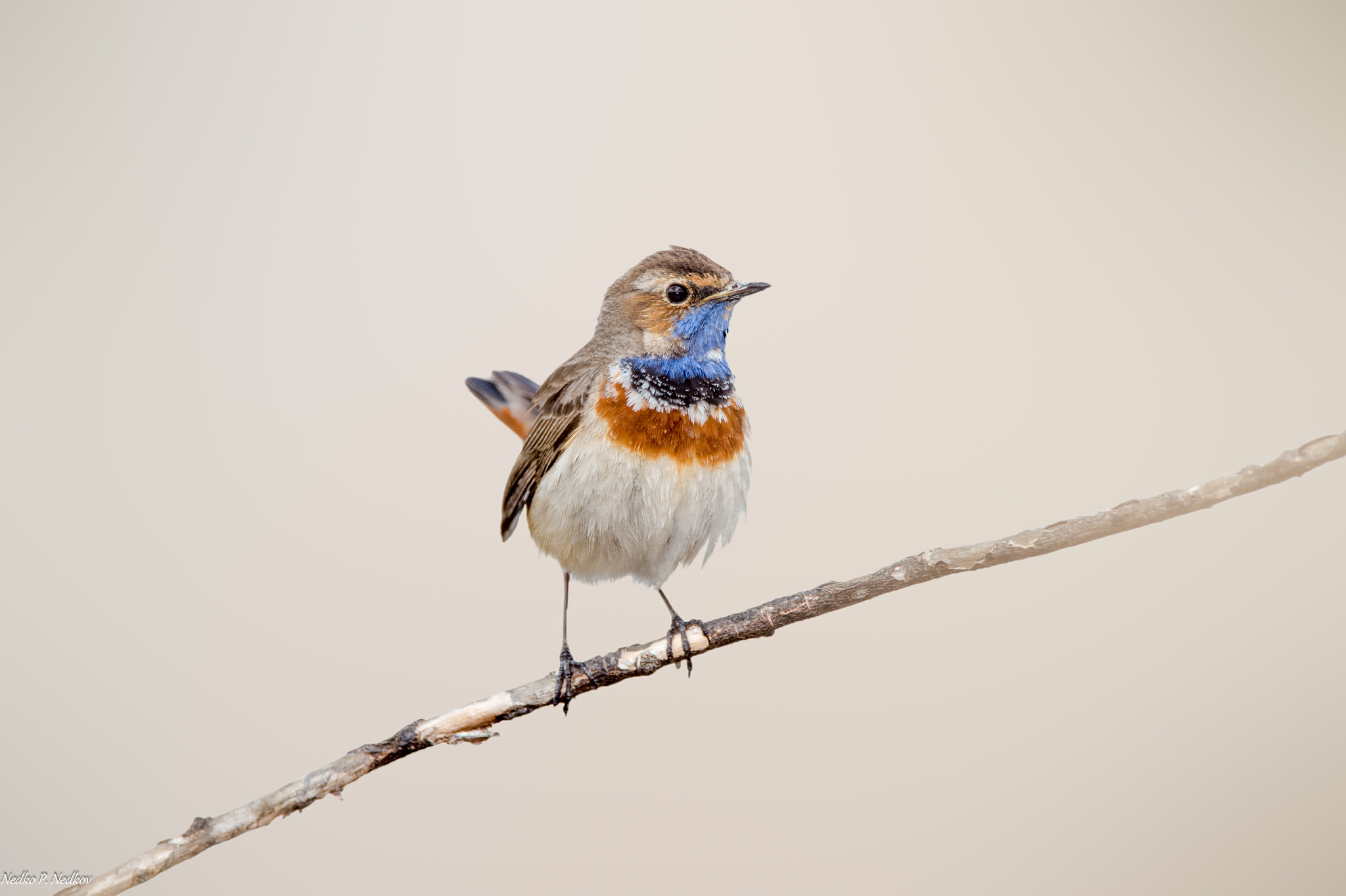 Nikon D4S sample photo. Bavarian bluethroat photography