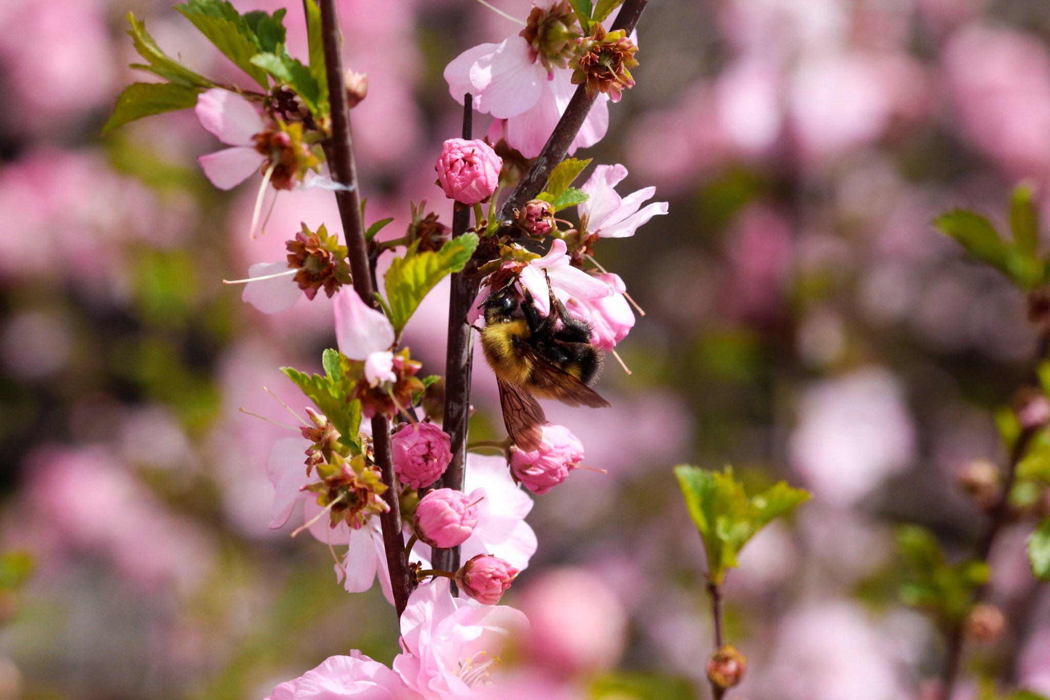 Canon EF 100mm F2.8 Macro USM sample photo. Bumble bee photography
