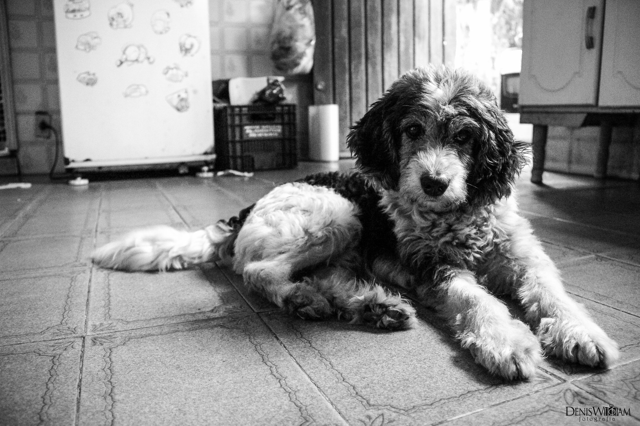 Canon EOS 650D (EOS Rebel T4i / EOS Kiss X6i) sample photo. Panda photography