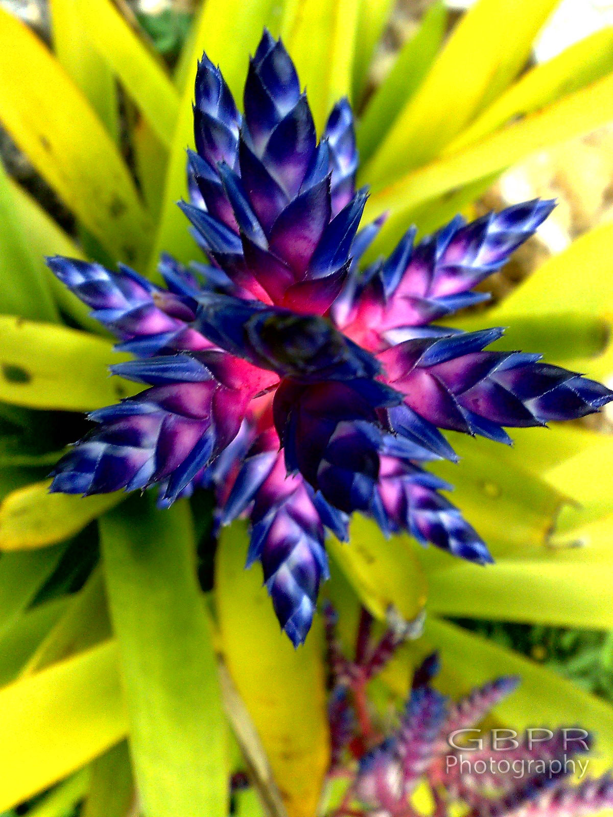 Nokia N95 8GB sample photo. Rare flower photography