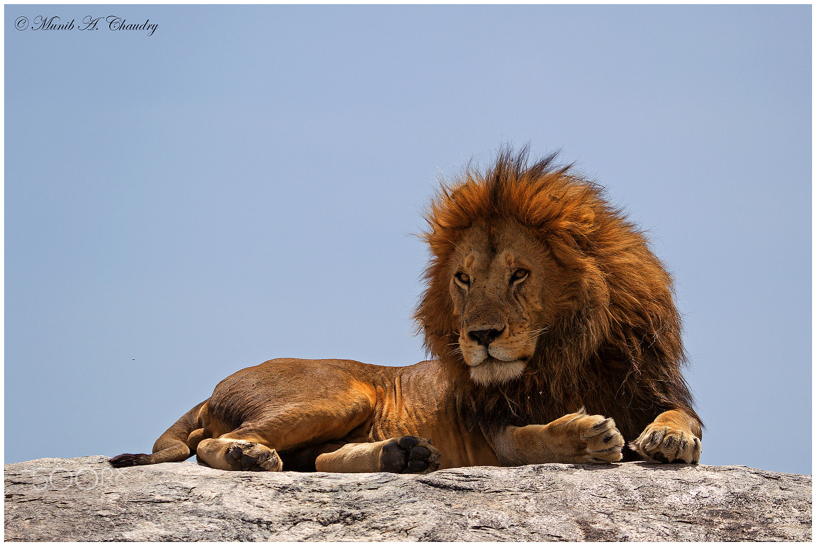 Canon EF 200-400mm F4L IS USM Extender 1.4x sample photo. The mighty king! photography