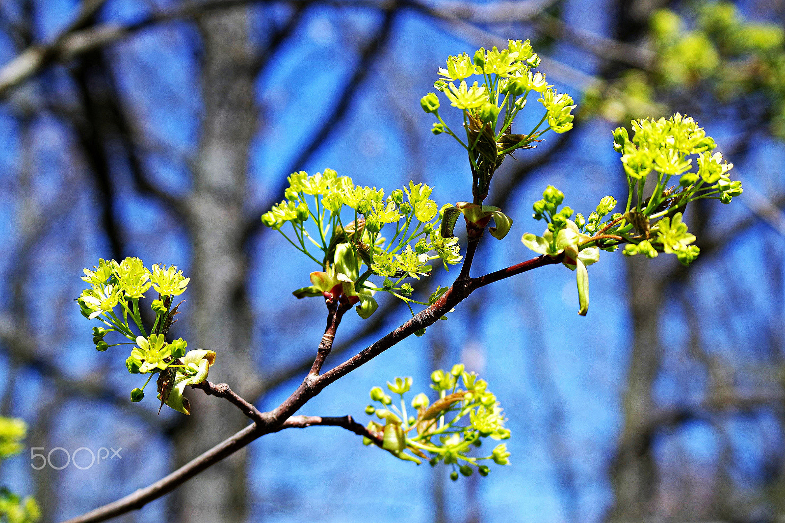 Samsung NX3000 + NX 50-200mm F4-5.6 sample photo. Frühling... photography