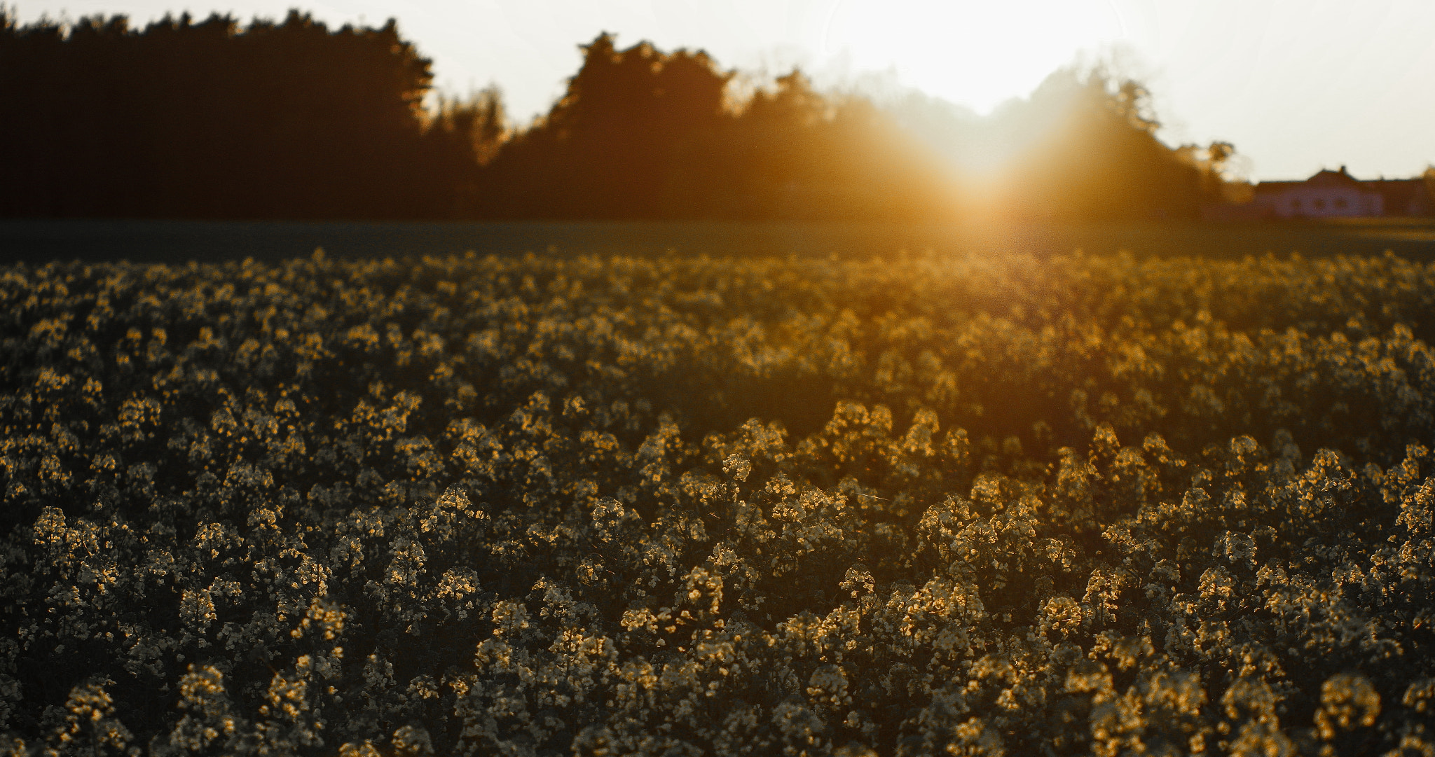 Pentax K-3 II sample photo. Lightfield photography