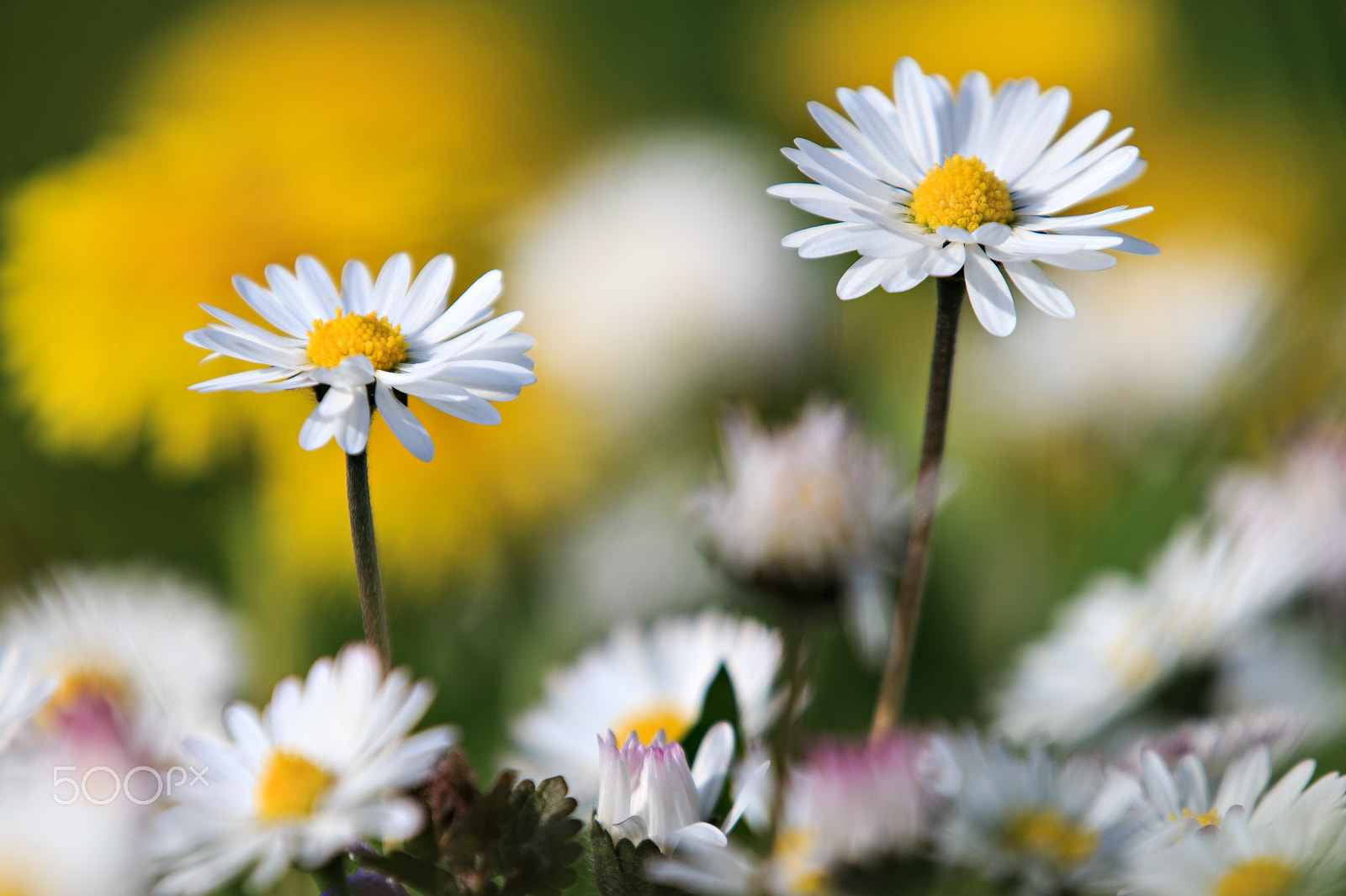Canon EF 70-200mm F2.8L IS II USM sample photo. Flower meadow photography