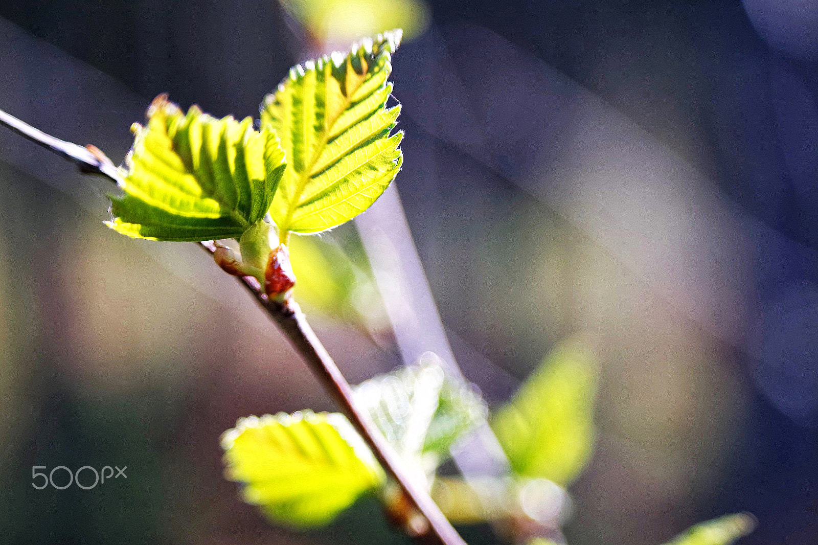 Samsung NX3000 + NX 50-200mm F4-5.6 sample photo. Frühling... photography