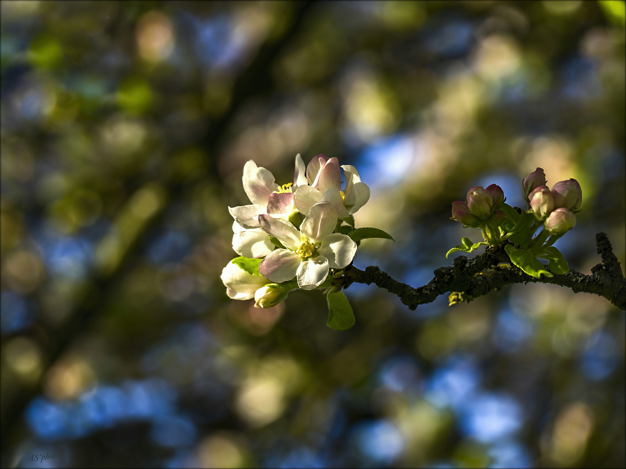 Olympus Zuiko Digital ED 40-150mm F4.0-5.6 sample photo. Apple blossom photography