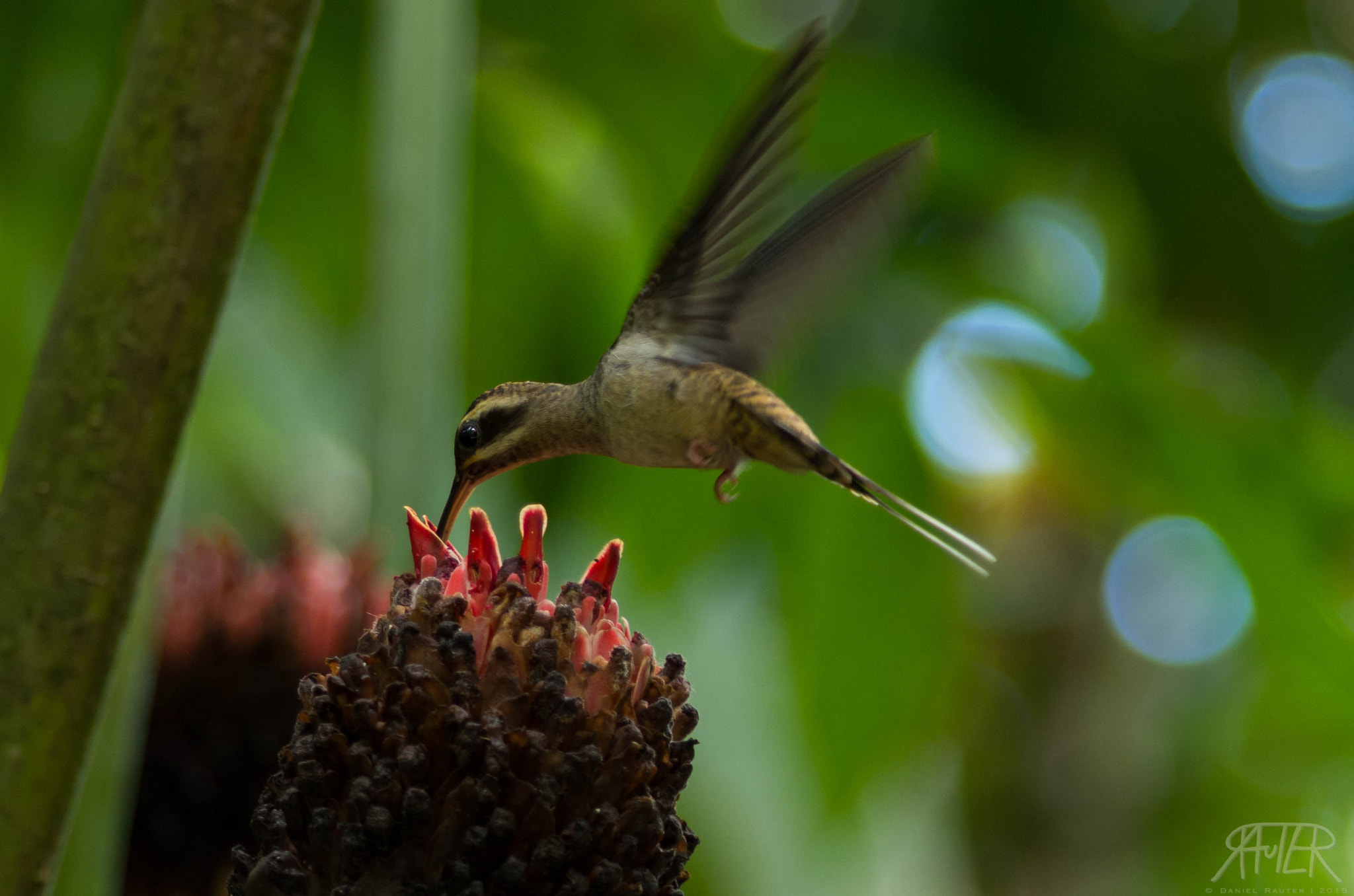 smc PENTAX-DA L 55-300mm F4-5.8 ED sample photo. Feeding hummingbird photography