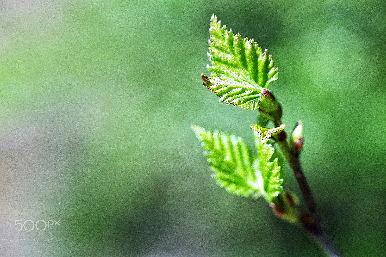 Samsung NX3000 + NX 50-200mm F4-5.6 sample photo. Frühling... photography