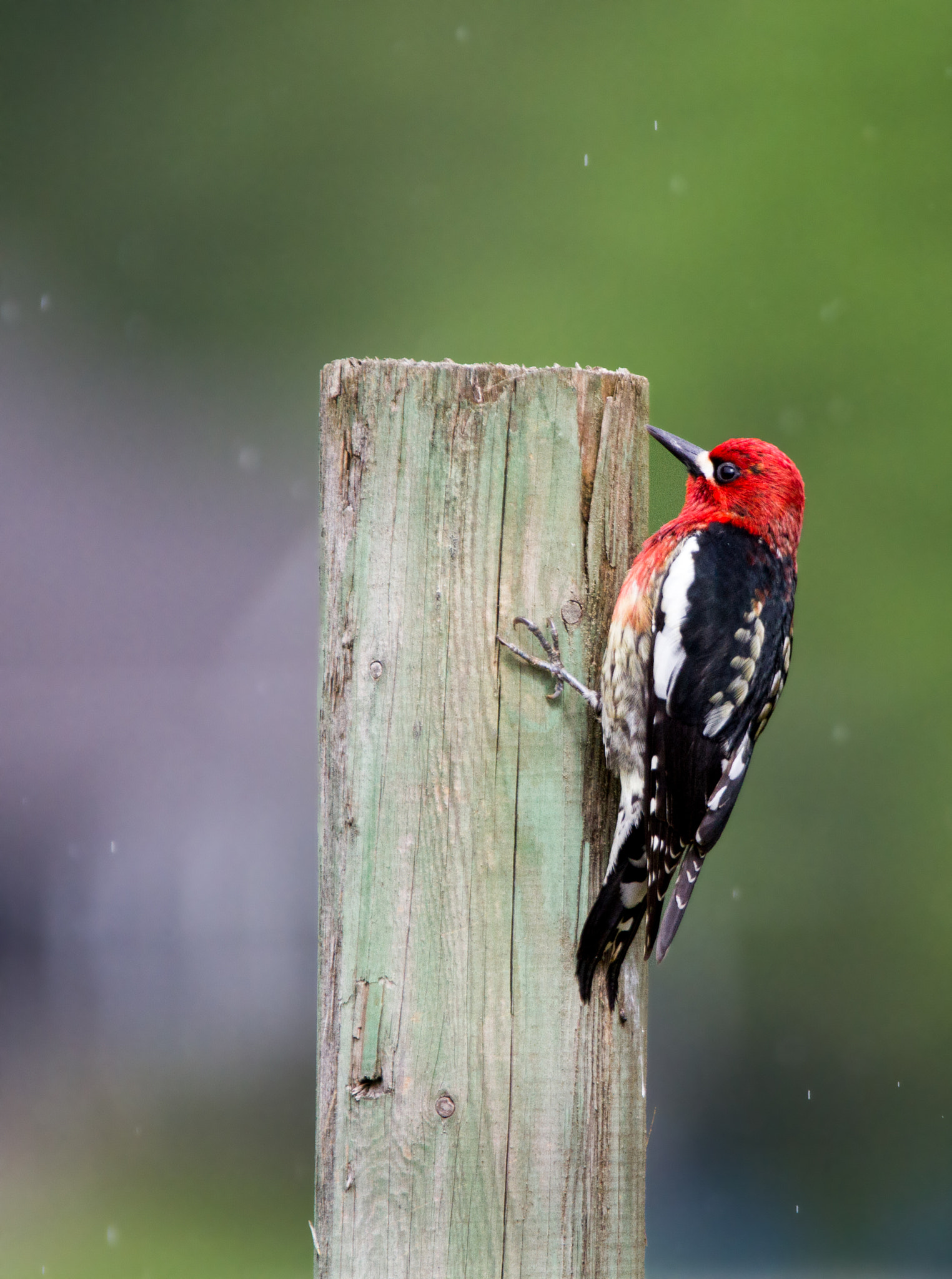 Sigma 150-600mm F5-6.3 DG OS HSM | C sample photo. Red-breasted sapsucker (sphyrapicus ruber) photography