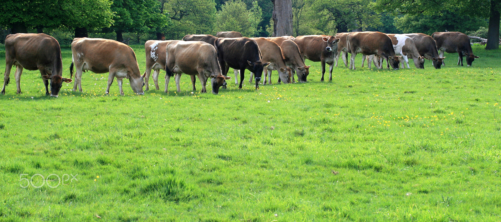 Canon EOS 30D + Canon EF-S 60mm F2.8 Macro USM sample photo. Line of cows in a field photography