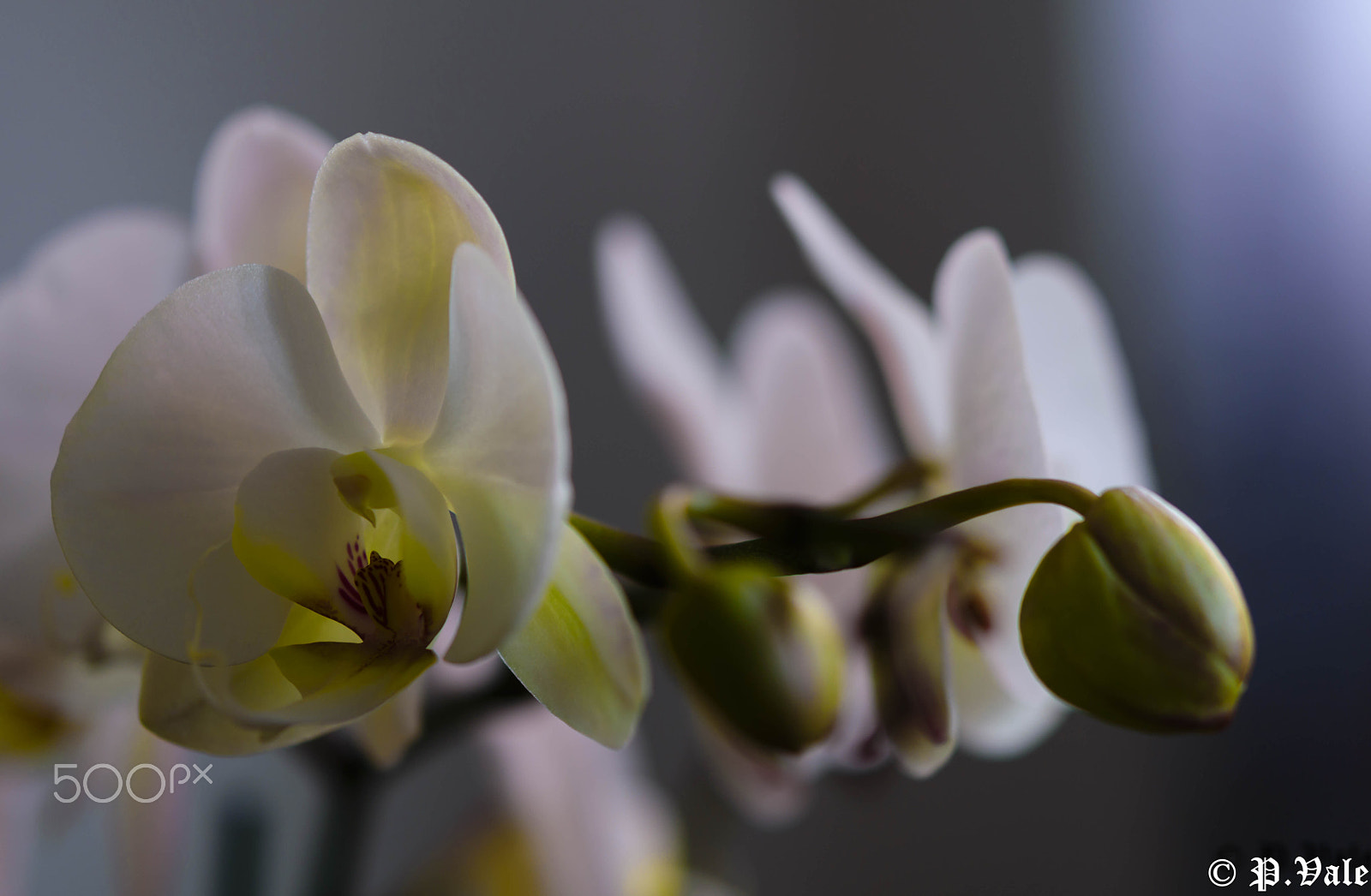 Nikon AF-S Micro-Nikkor 60mm F2.8G ED sample photo. Fleurs ch photography