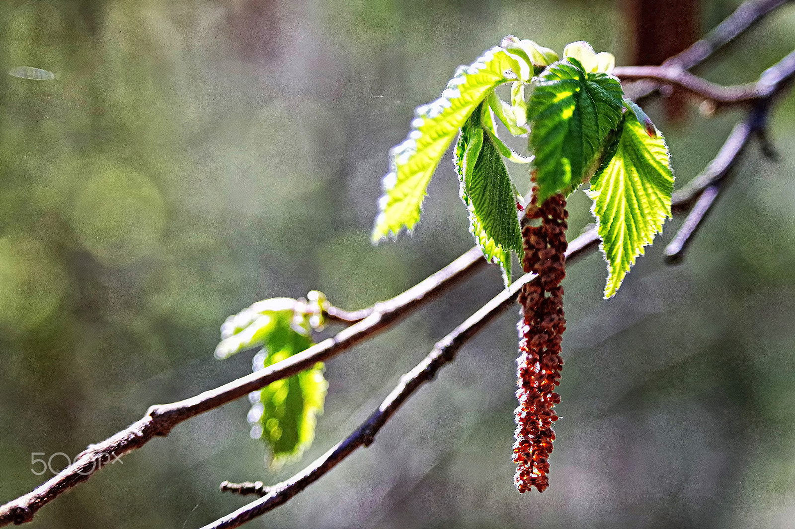 Samsung NX3000 + NX 50-200mm F4-5.6 sample photo. Frühling... photography