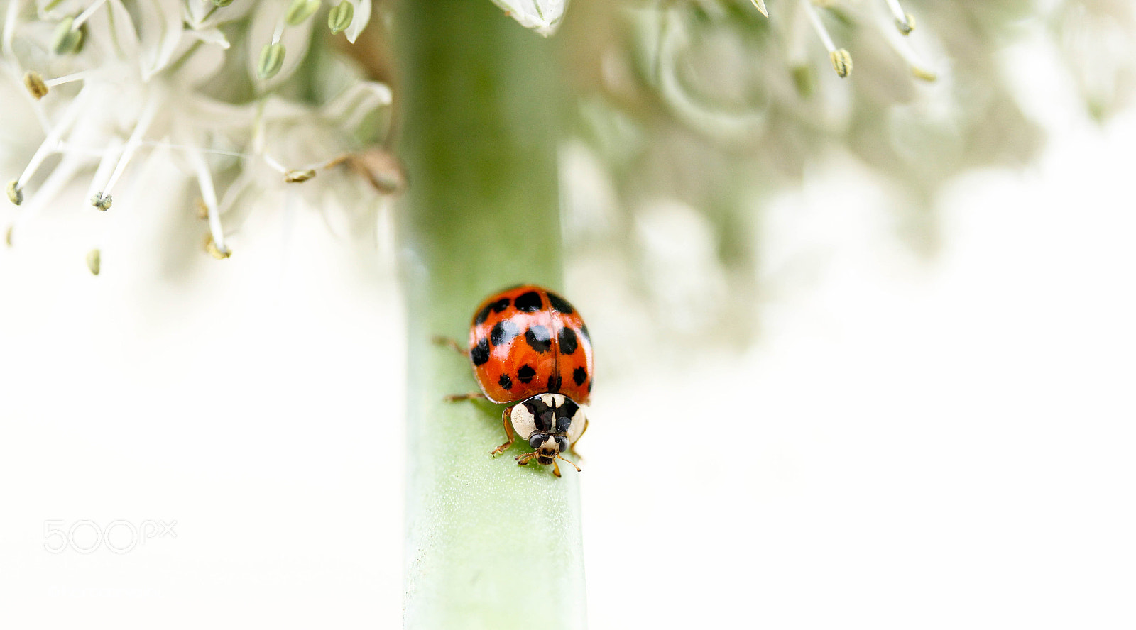Canon EF-S 60mm F2.8 Macro USM sample photo. Bugs photography