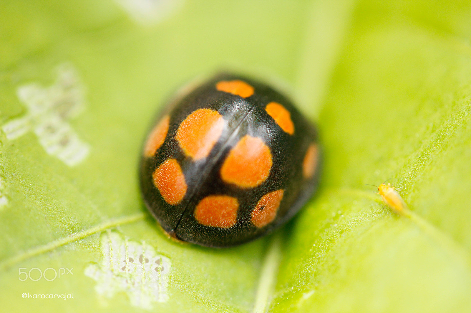 Canon EF-S 60mm F2.8 Macro USM sample photo. Bicho peludo photography