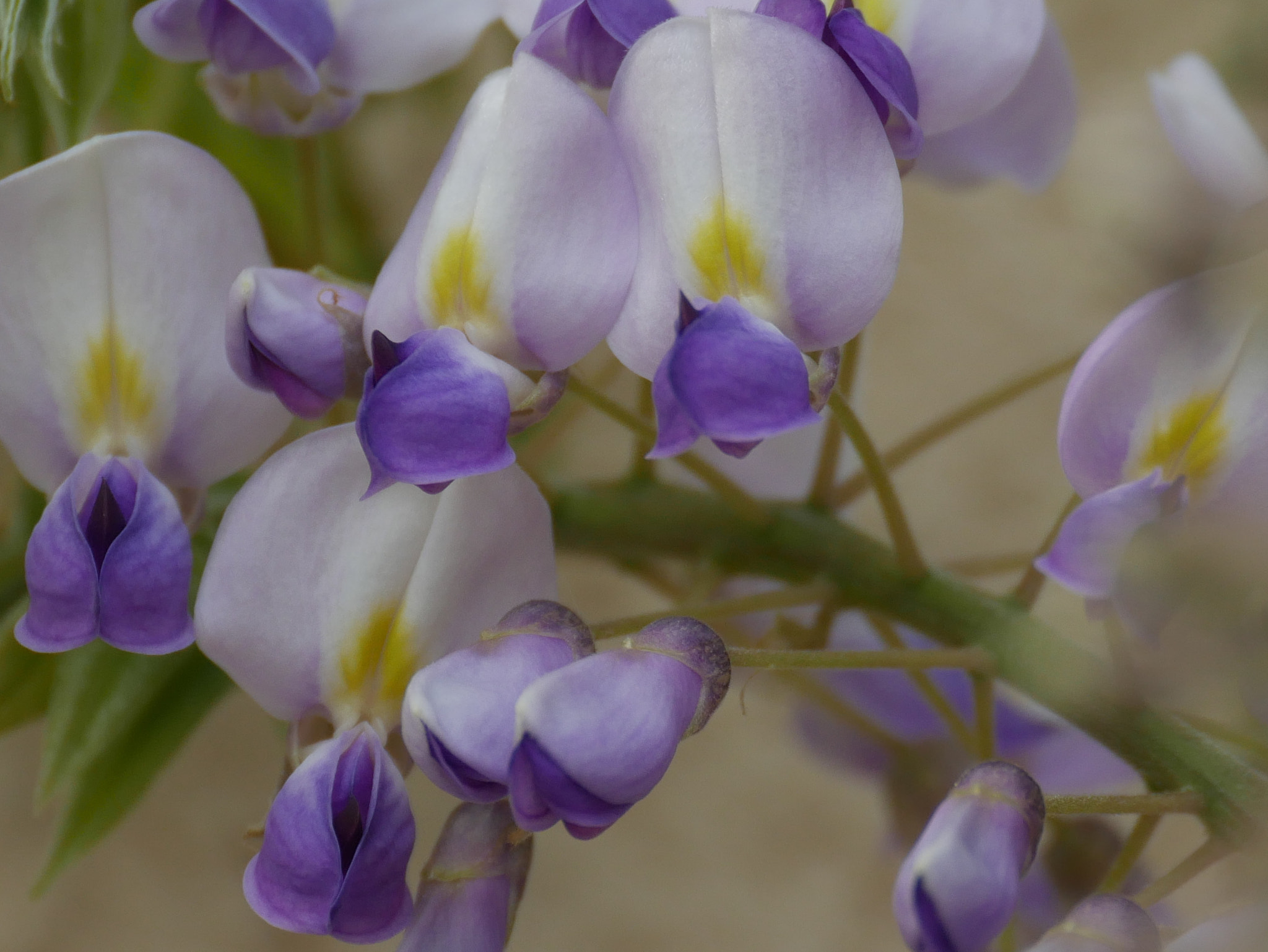 Panasonic DMC-G70 sample photo. Et maintenant, 1 jour plus tard photography