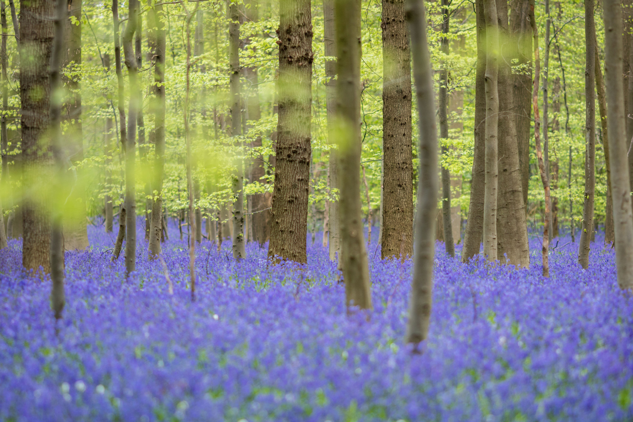 Canon EOS M3 + Canon EF 135mm F2L USM sample photo. Sous-bois photography