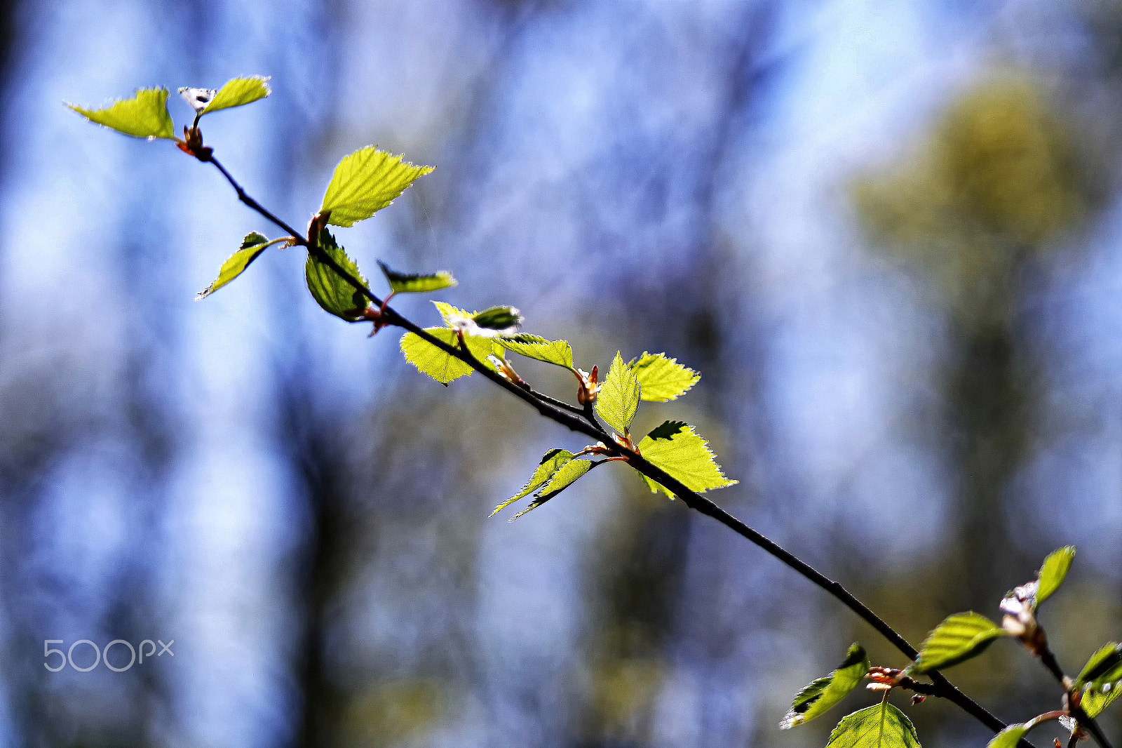 Samsung NX3000 + NX 50-200mm F4-5.6 sample photo. Frühling... photography