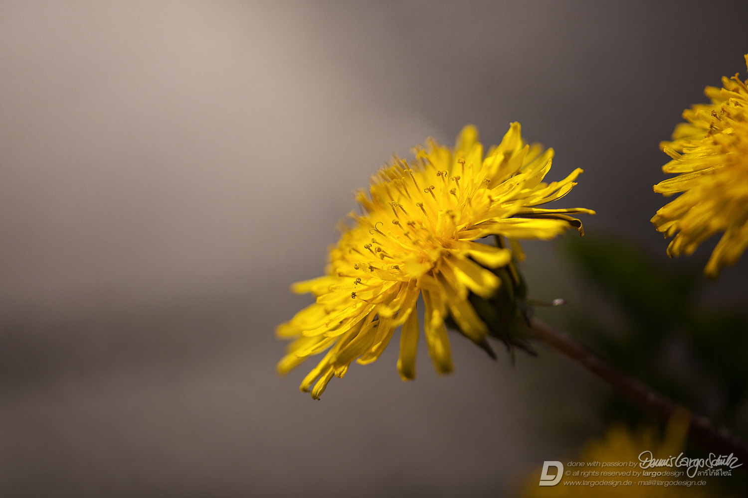Canon EF 180mm F3.5L Macro USM sample photo. Pavement jewelry photography