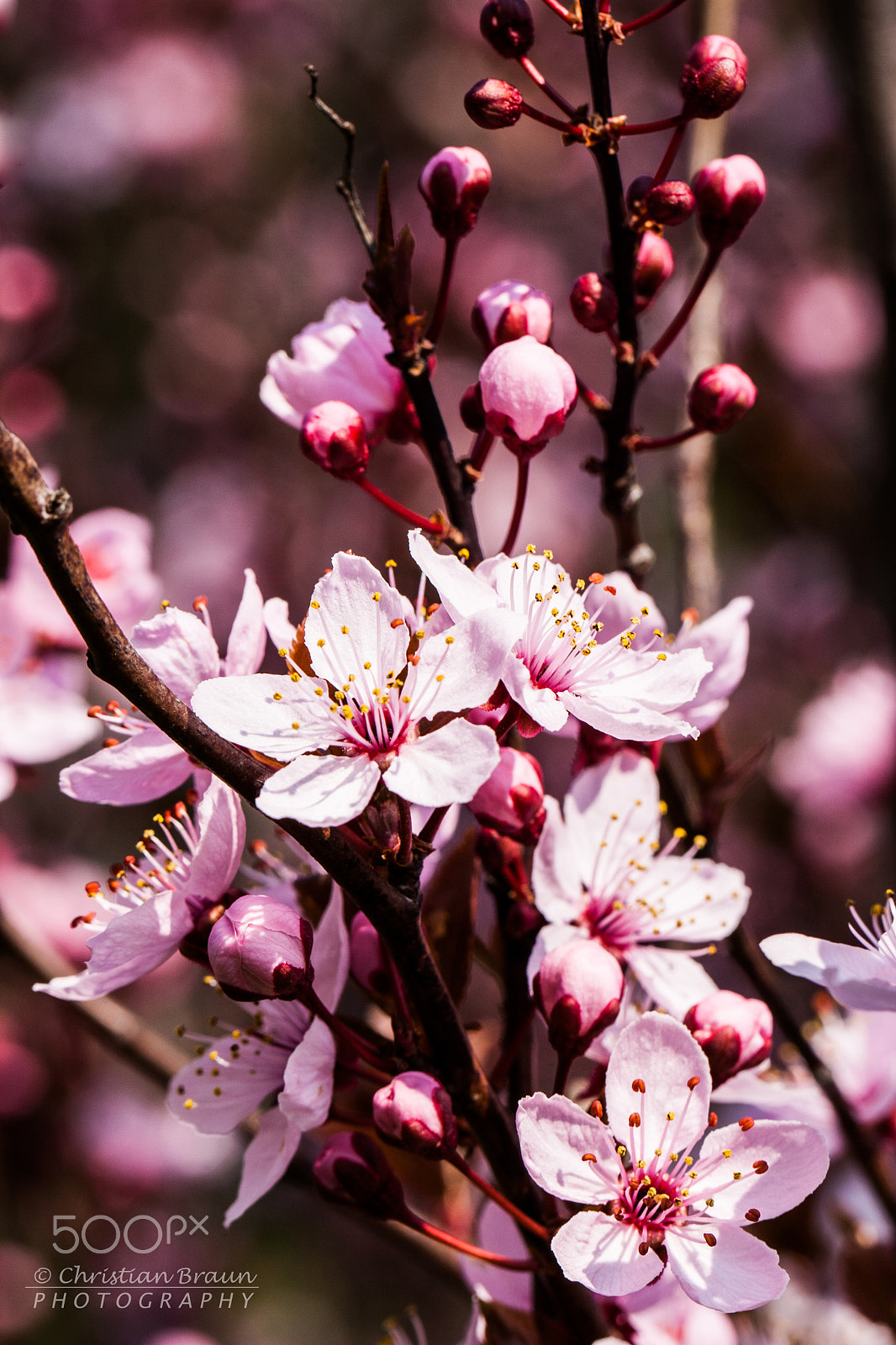 Canon EF 100mm F2.8L Macro IS USM sample photo. Sprintime - blossoms everywhere photography