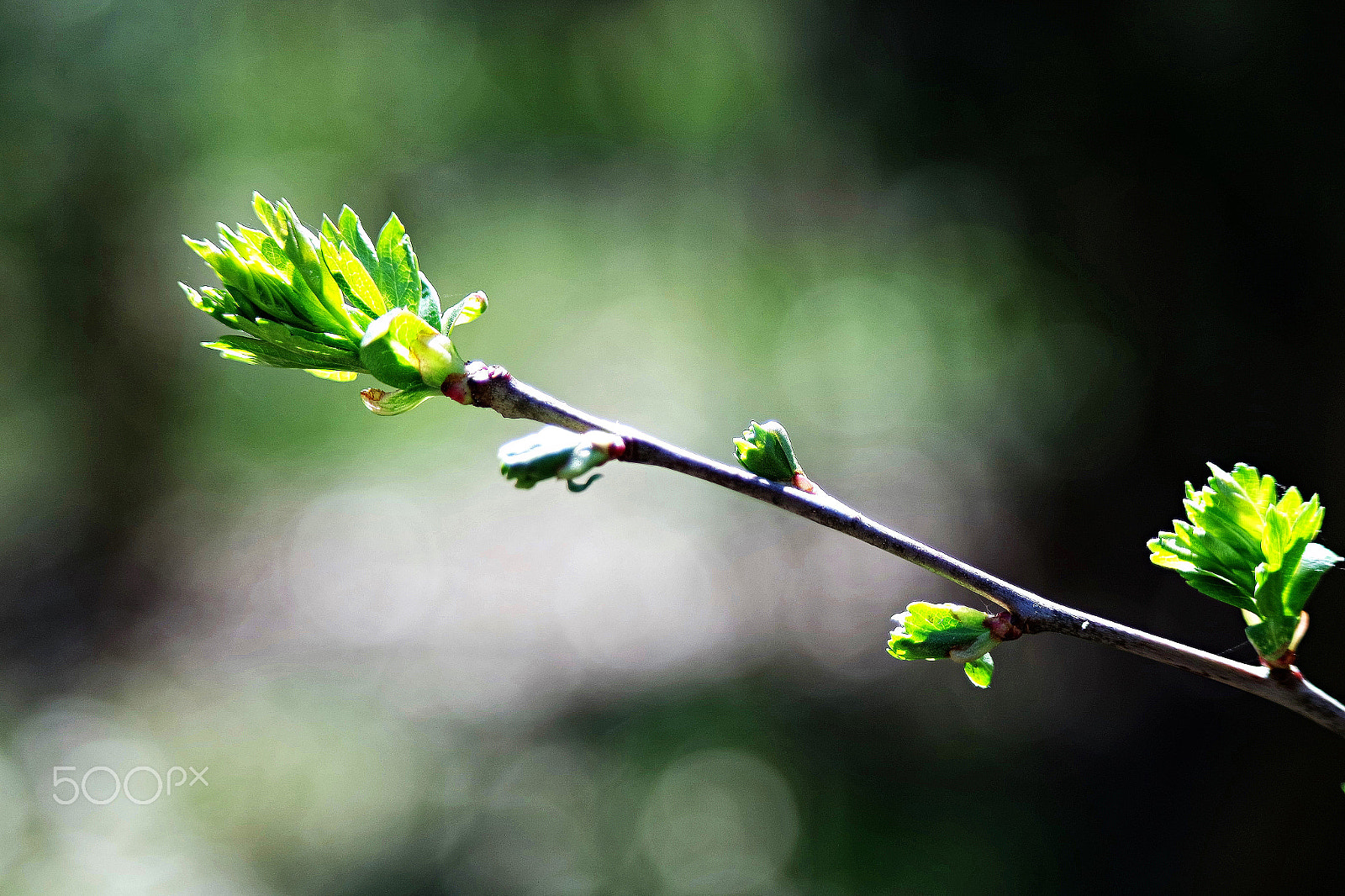 Samsung NX3000 + NX 50-200mm F4-5.6 sample photo. Frühling... photography