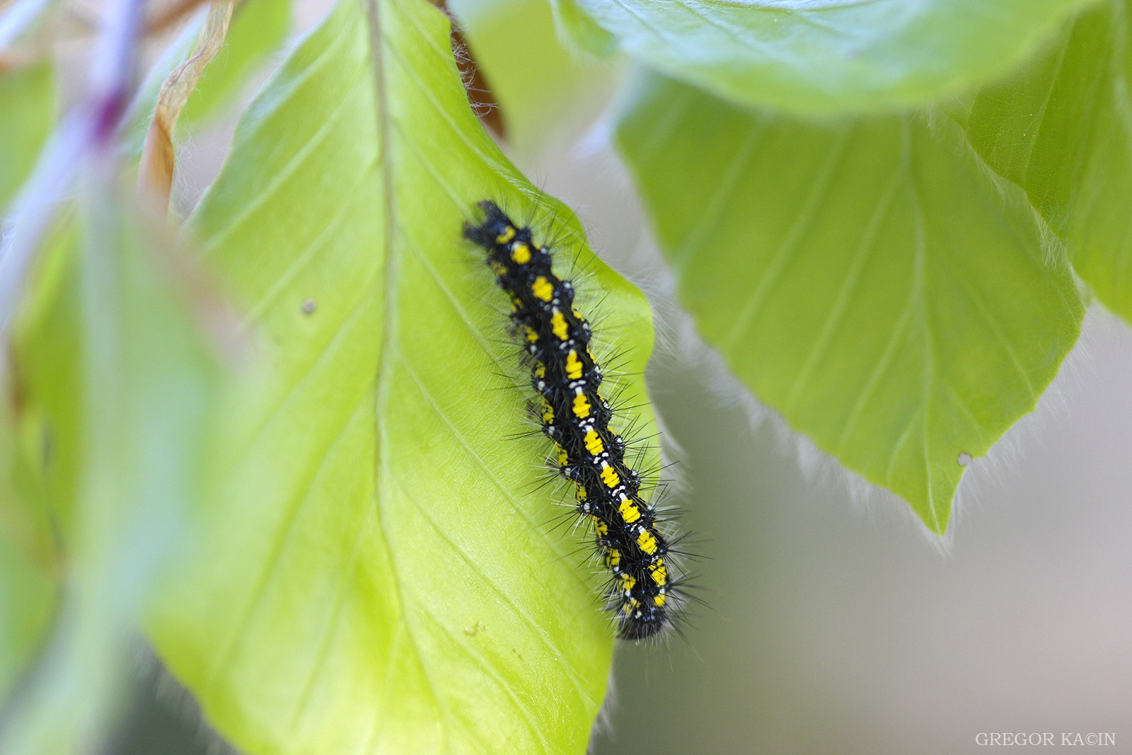 Canon EOS 600D (Rebel EOS T3i / EOS Kiss X5) + Sigma 105mm F2.8 EX DG Macro sample photo. Caterpillar photography