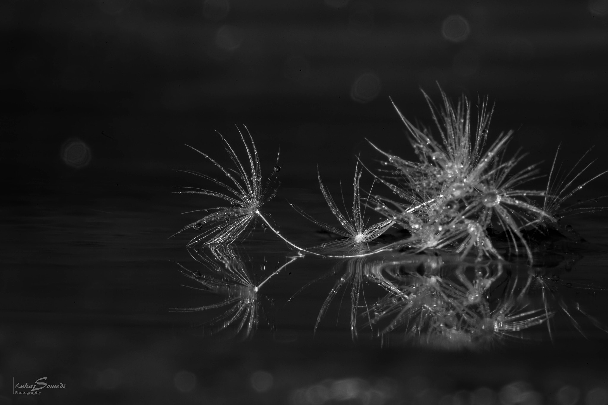 Sigma 150mm f/2.8 EX DG OS HSM APO Macro sample photo. Floating dandelion photography