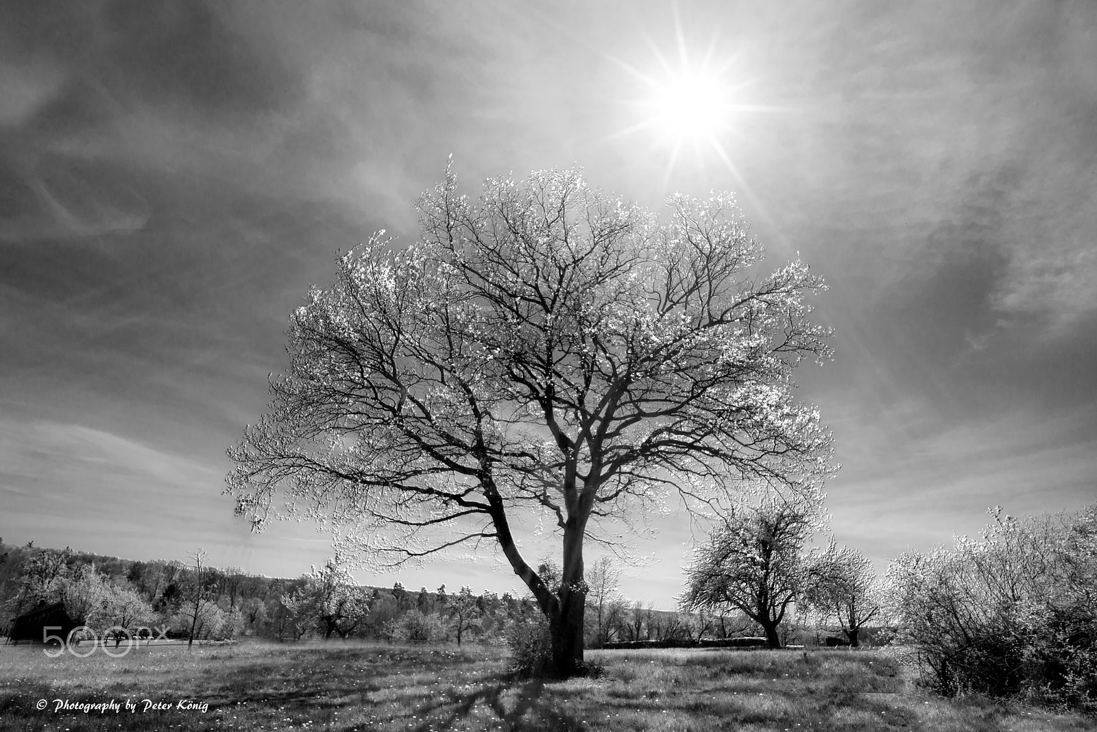 Nikon D600 + AF Nikkor 20mm f/2.8 sample photo. Spring tree in the sun photography