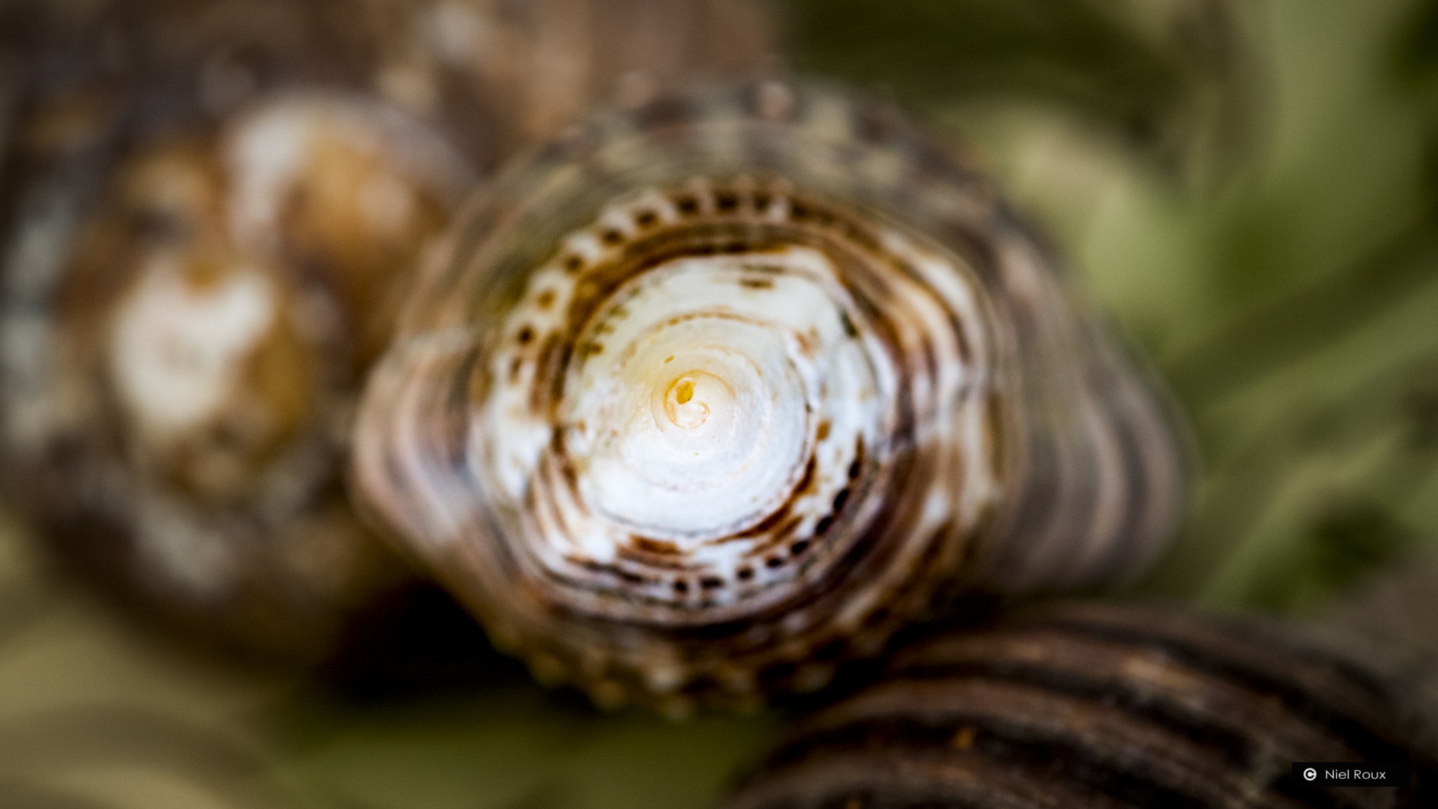 Nikon AF-S DX Micro-Nikkor 85mm F3.5G ED VR sample photo. Sea shell photography