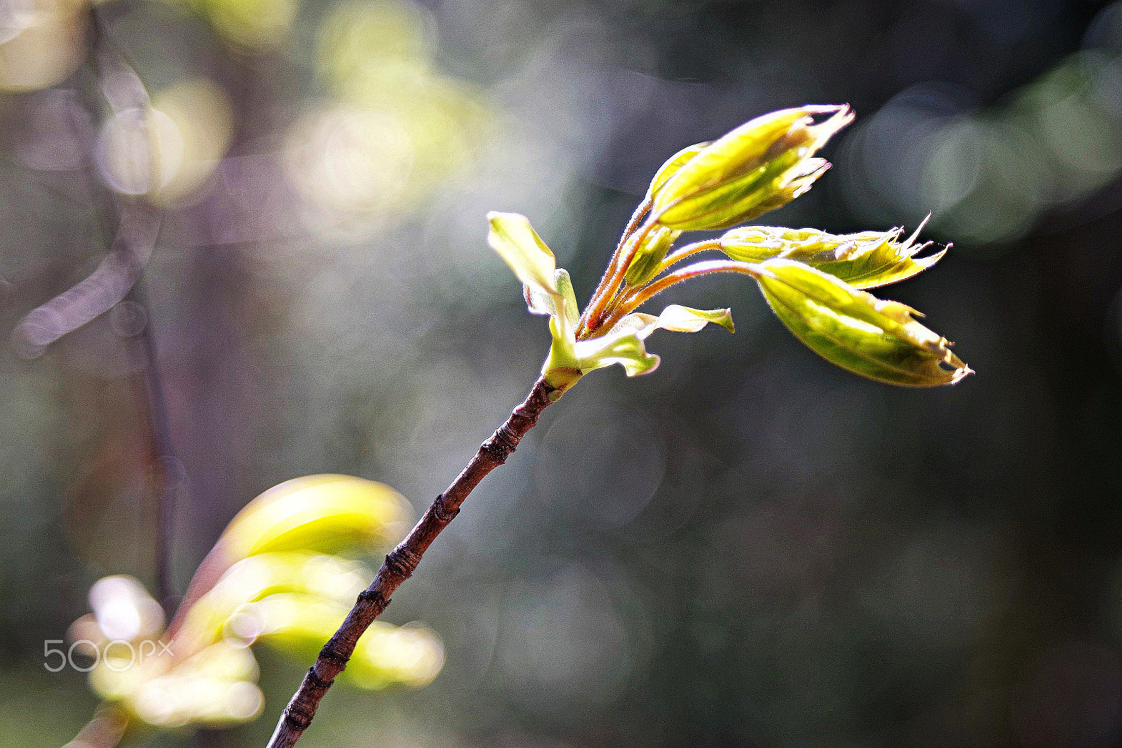 Samsung NX3000 + NX 50-200mm F4-5.6 sample photo. Frühling... photography