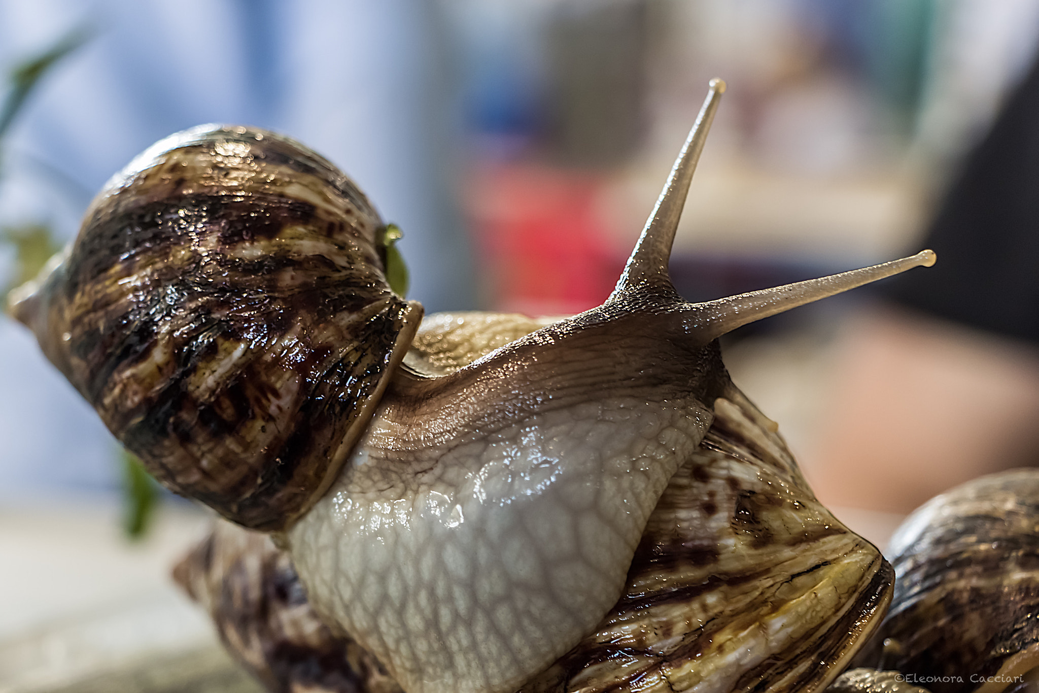 Canon EF-S 18-135mm F3.5-5.6 IS STM sample photo. Chiocciola africana gigante photography