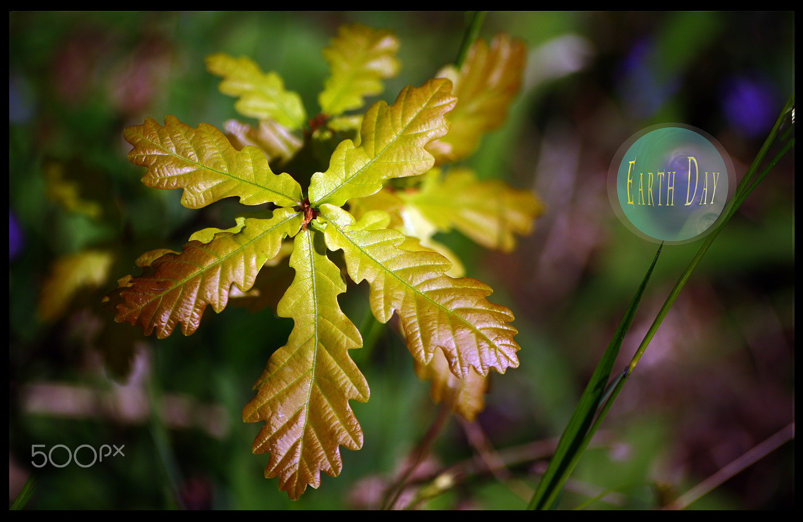 Pentax K-r + Sigma sample photo. Happy earth day photography