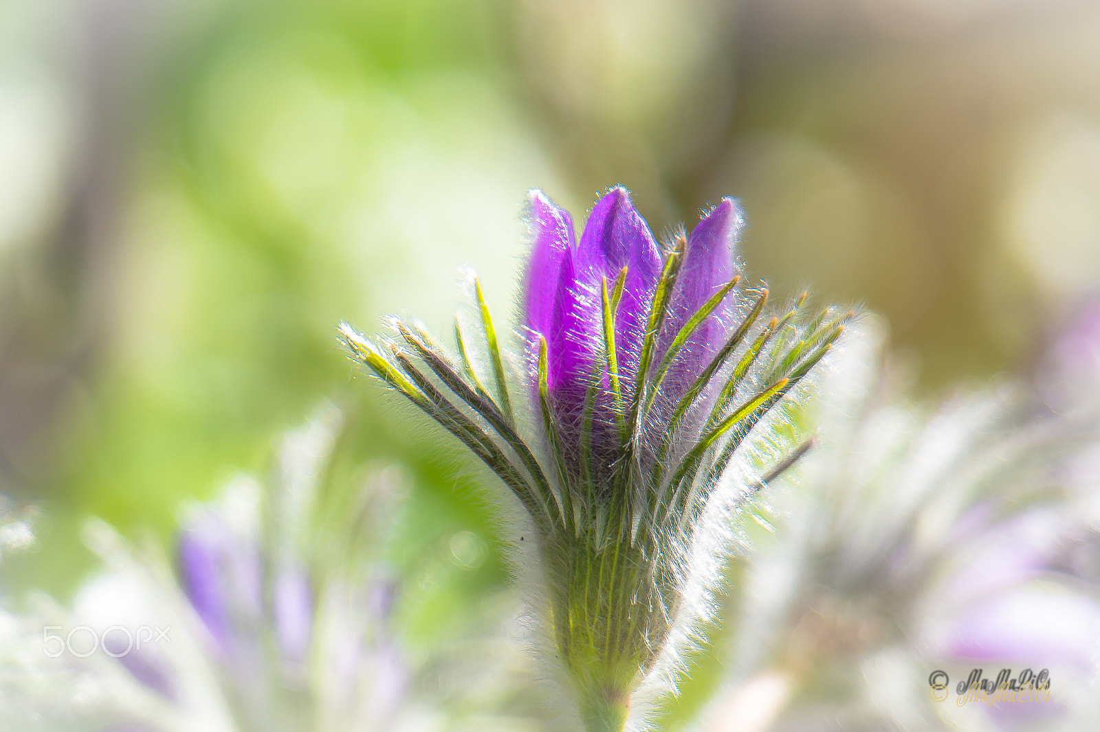 Samsung NX 50-200mm F4-5.6 ED OIS sample photo. Kuhschelle photography