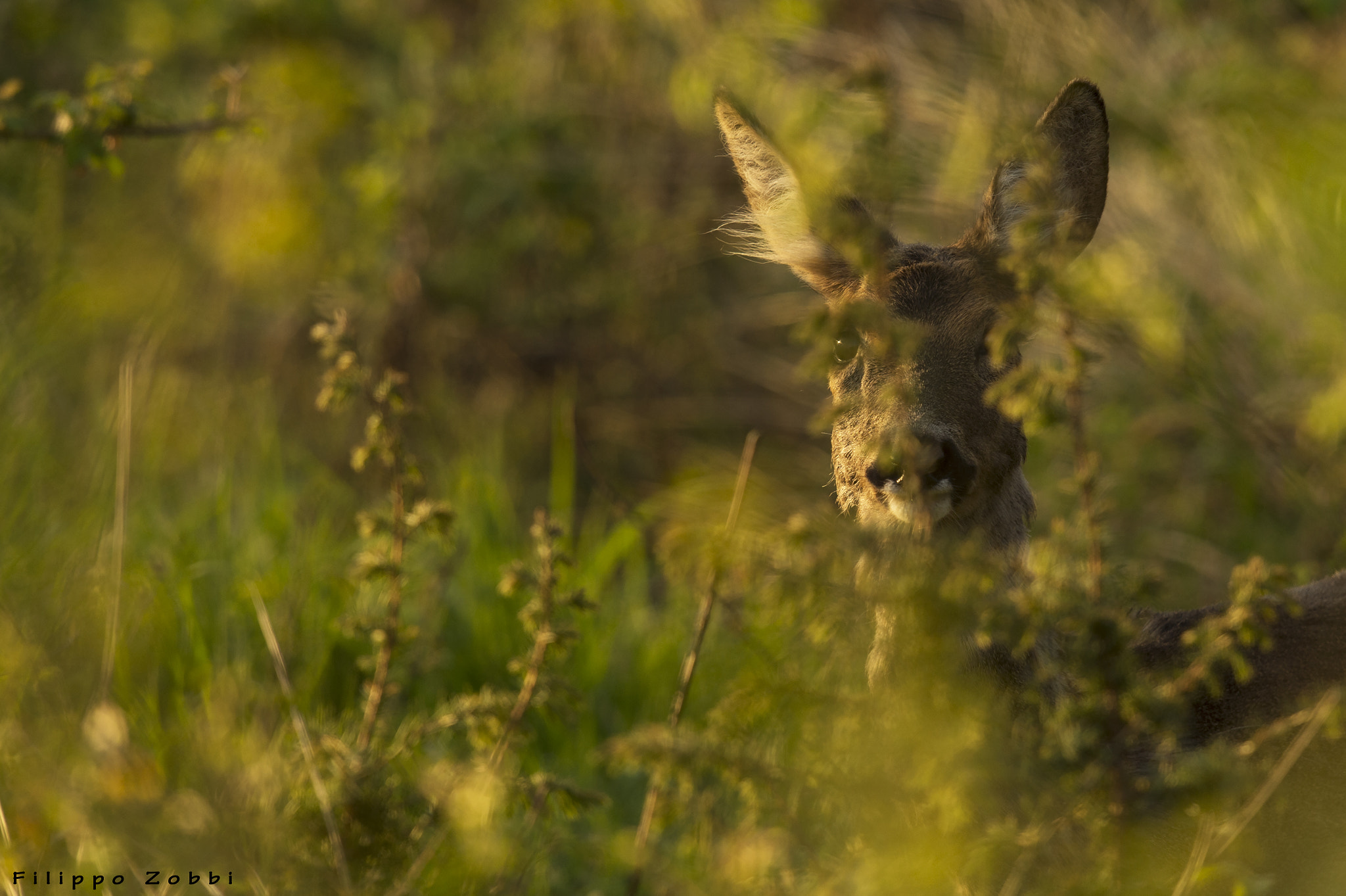 Nikon D4S + Nikon AF-S Nikkor 600mm F4G ED VR sample photo. The beautiful hidden photography