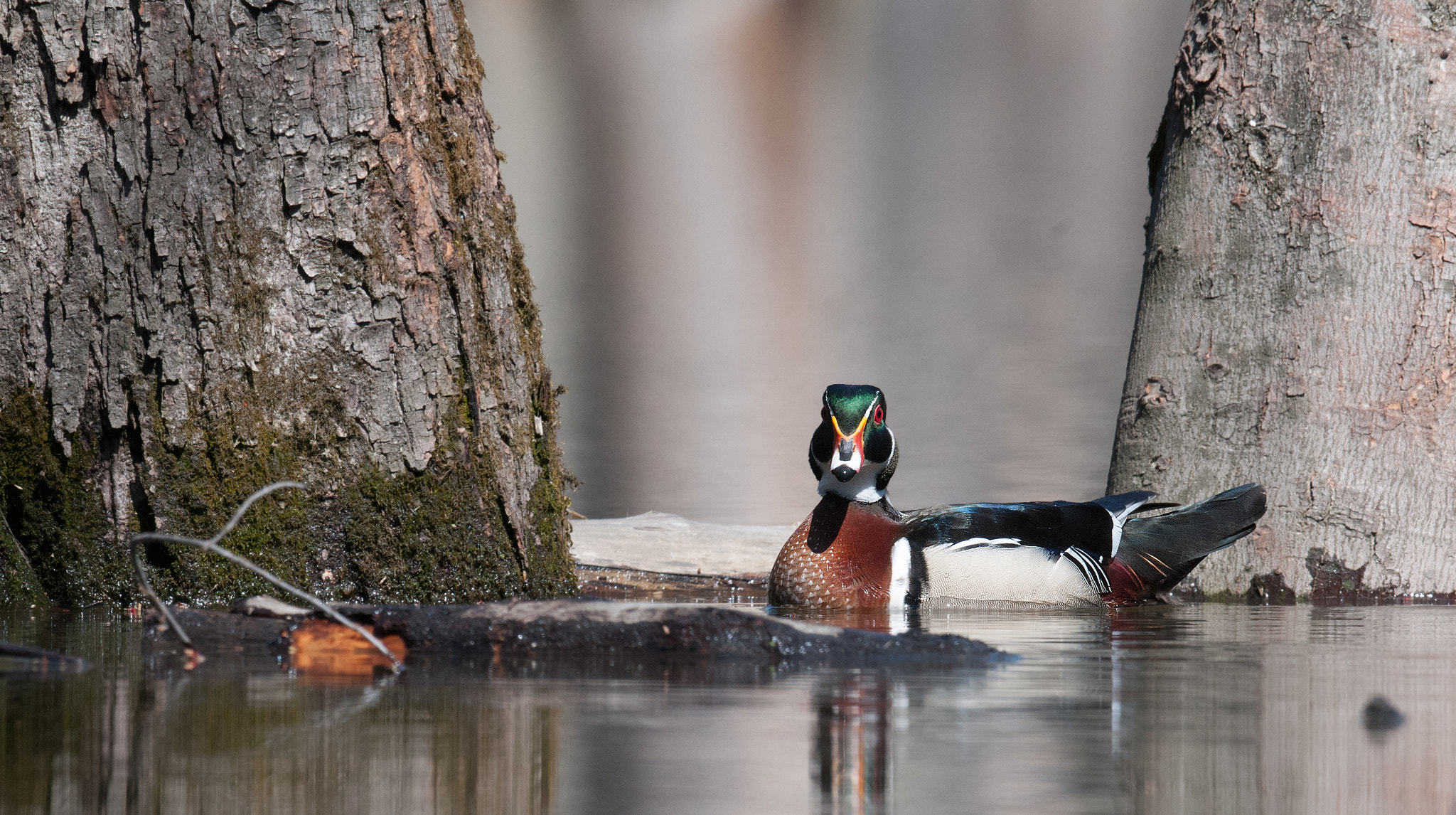 Sigma 24-60mm F2.8 EX DG sample photo. Canard branchu - aix sponsa - wood duck, photography