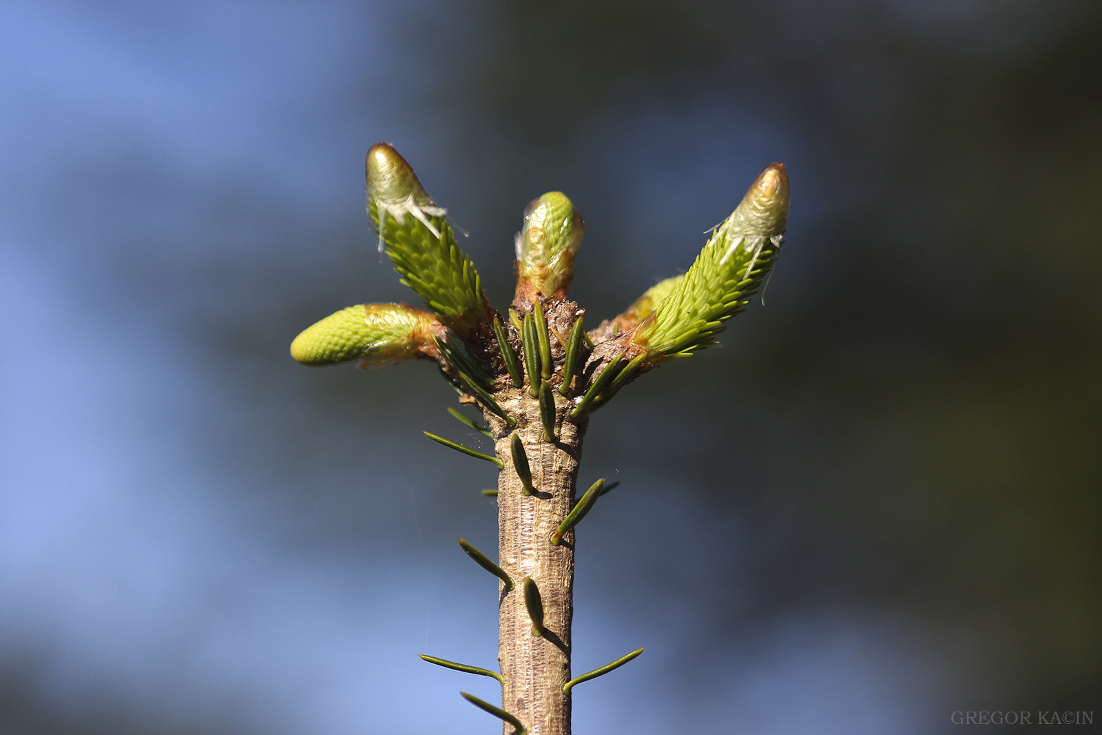 Canon EOS 600D (Rebel EOS T3i / EOS Kiss X5) + Sigma 105mm F2.8 EX DG Macro sample photo. Earth day photography