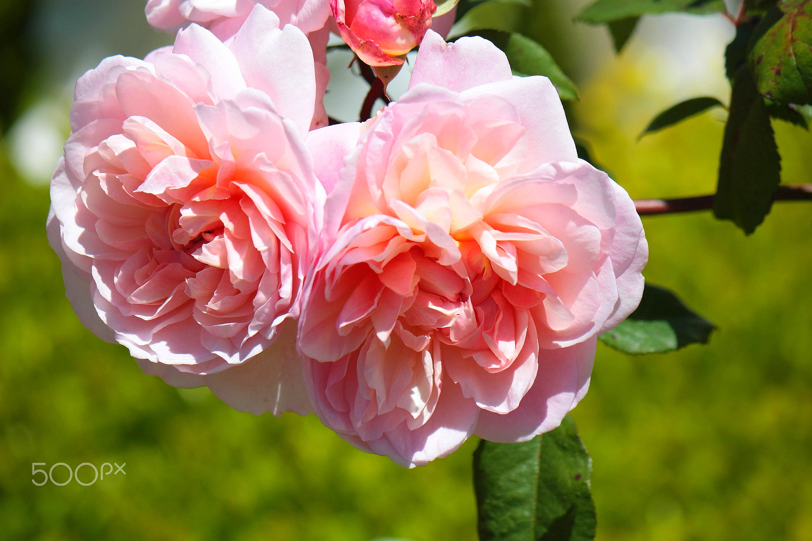 Canon EF-S 55-250mm F4-5.6 IS sample photo. Pink roses - it's only love photography