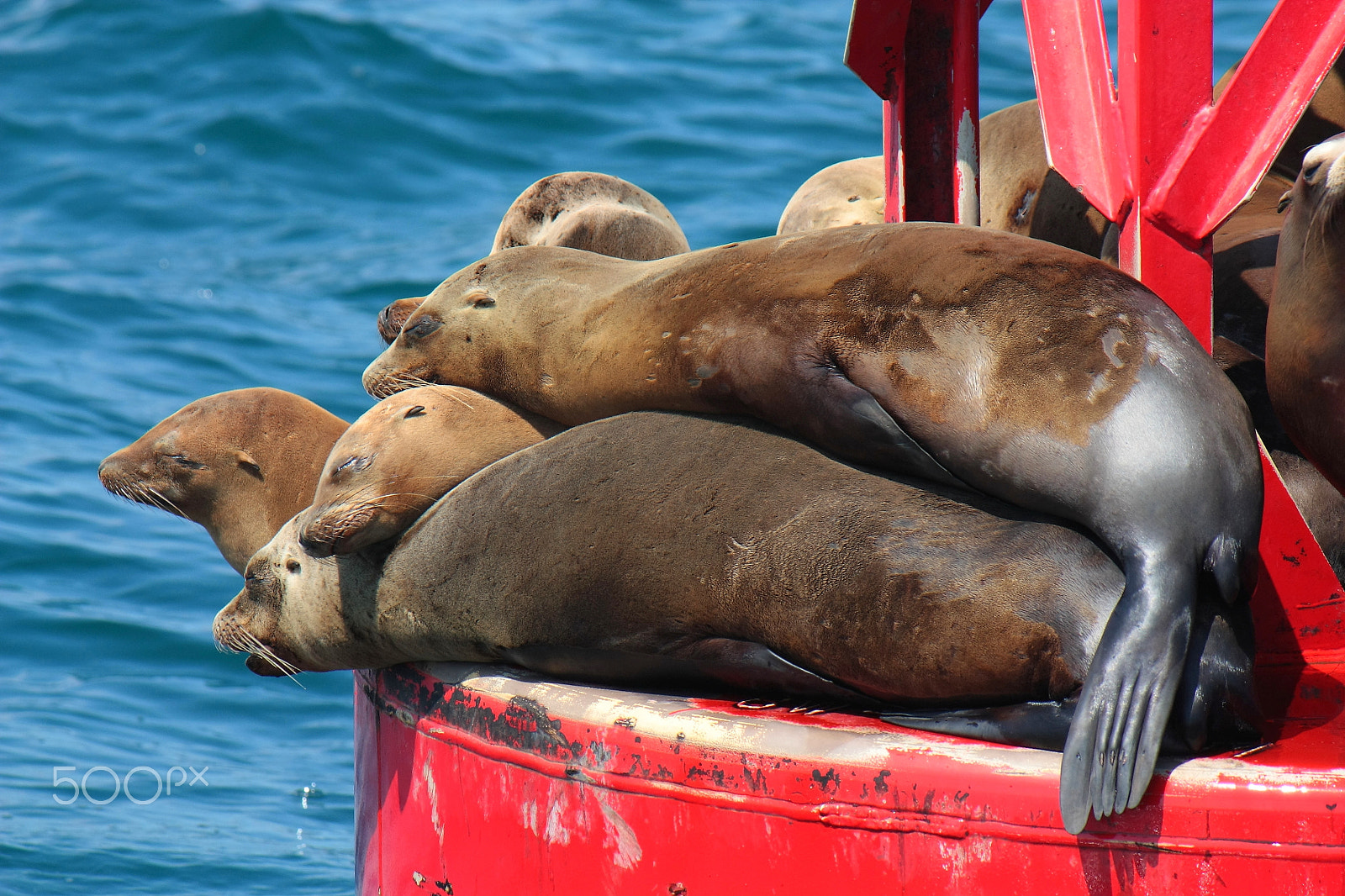 Canon EF-S 55-250mm F4-5.6 IS sample photo. Seals huddling together photography