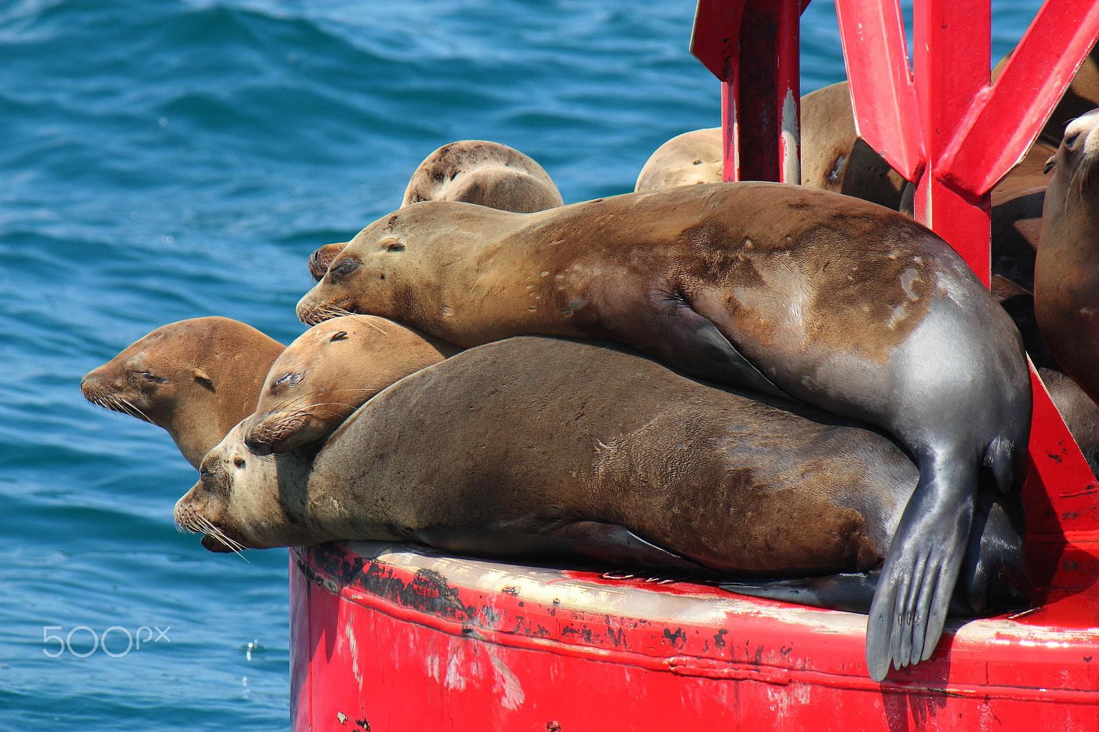 Canon EF-S 55-250mm F4-5.6 IS sample photo. Seals huddling together photography