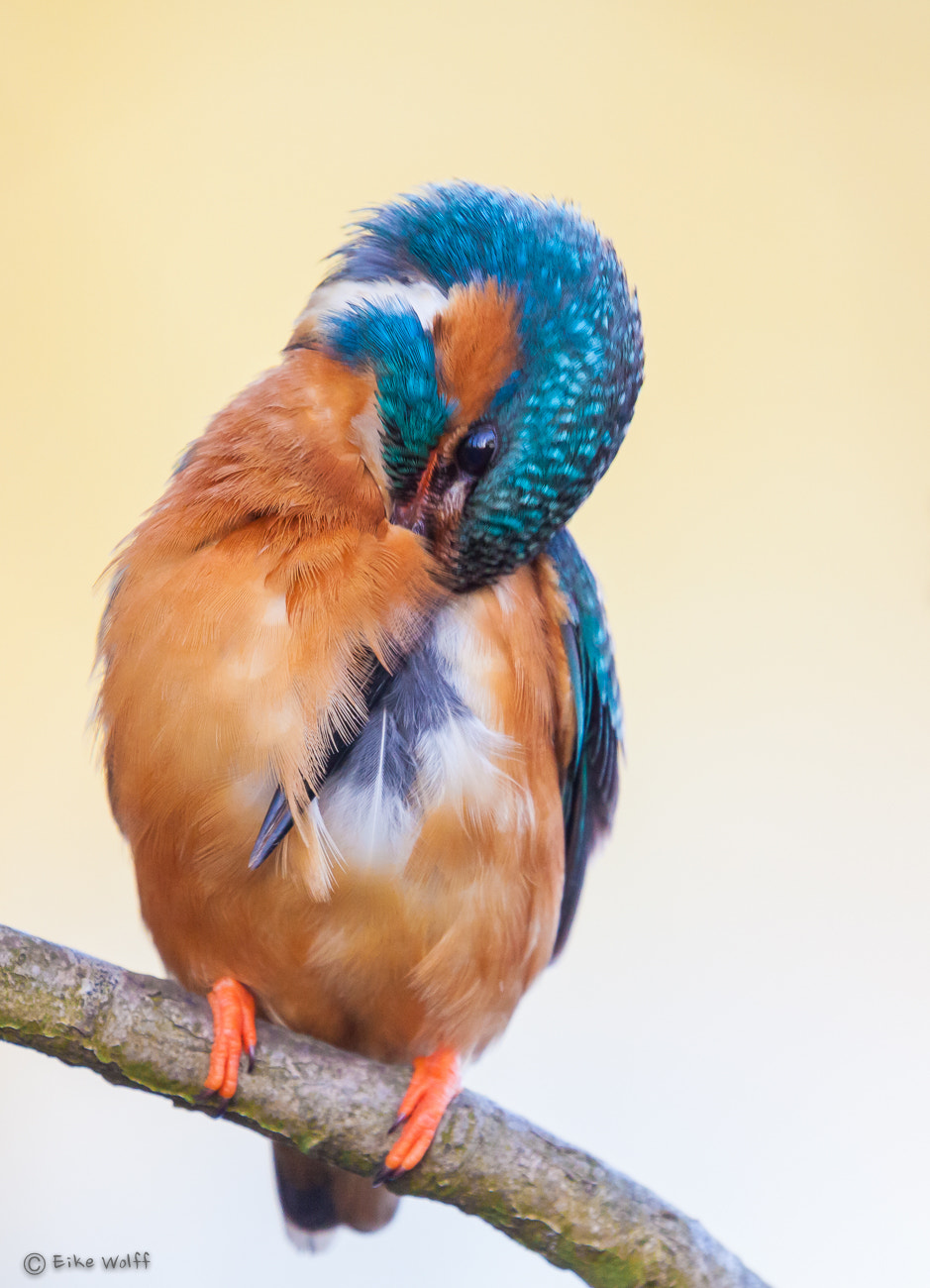Canon EF 100-400mm F4.5-5.6L IS II USM sample photo. Eisvogel/kingfisher photography