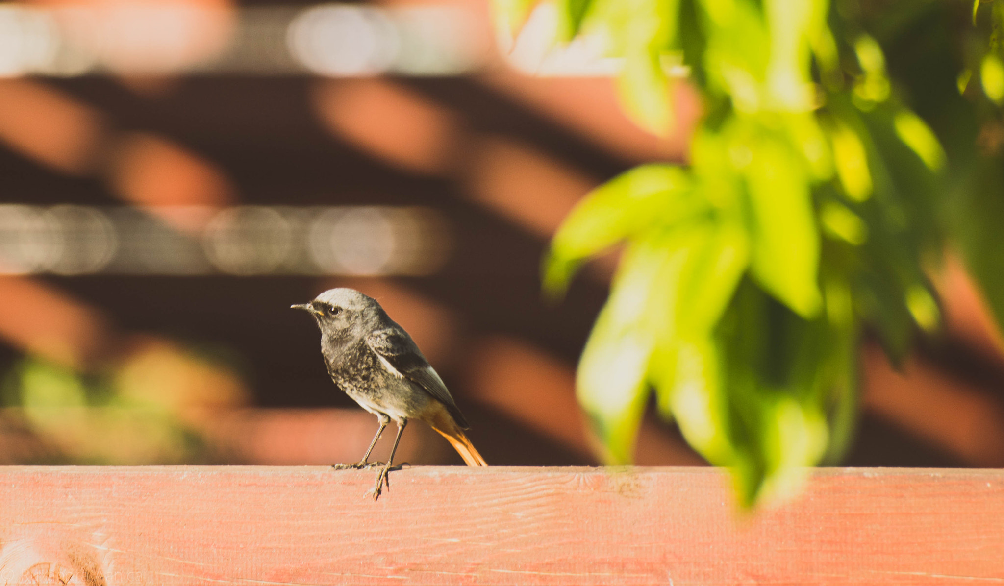 Canon EOS 760D (EOS Rebel T6s / EOS 8000D) sample photo. Redstart photography