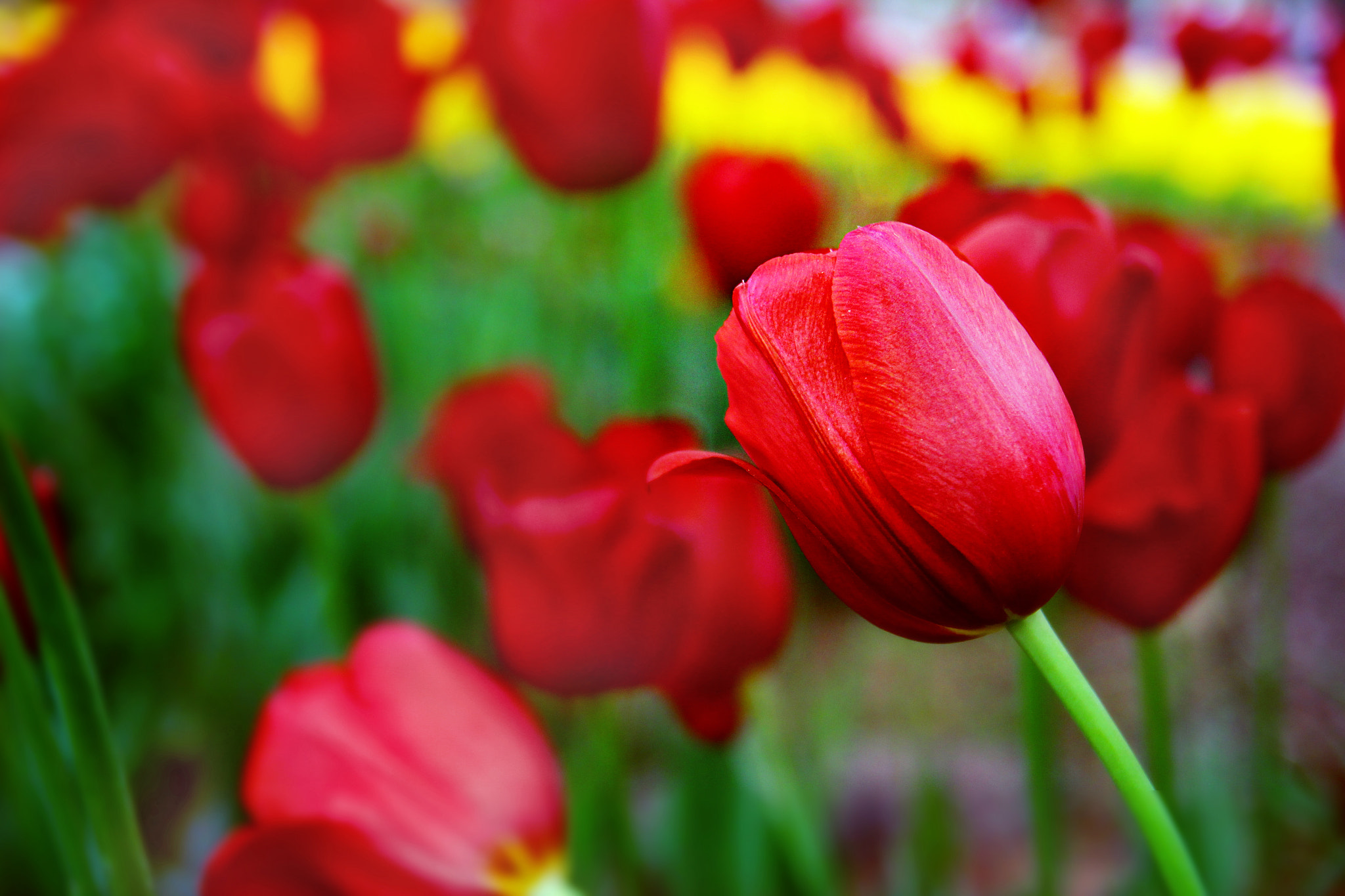 Canon EOS 600D (Rebel EOS T3i / EOS Kiss X5) sample photo. Tulips photography