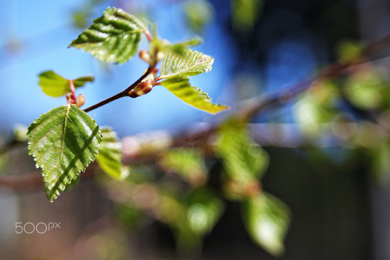 Samsung NX3000 + NX 50-200mm F4-5.6 sample photo. Frühling... photography