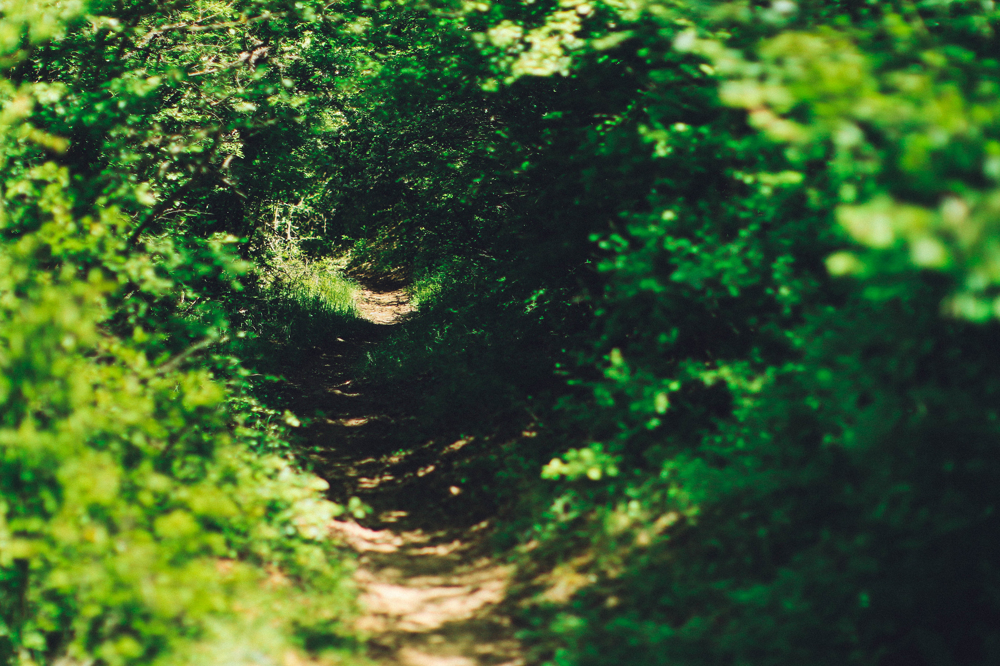 Canon EOS 70D + Canon EF 50mm F1.2L USM sample photo