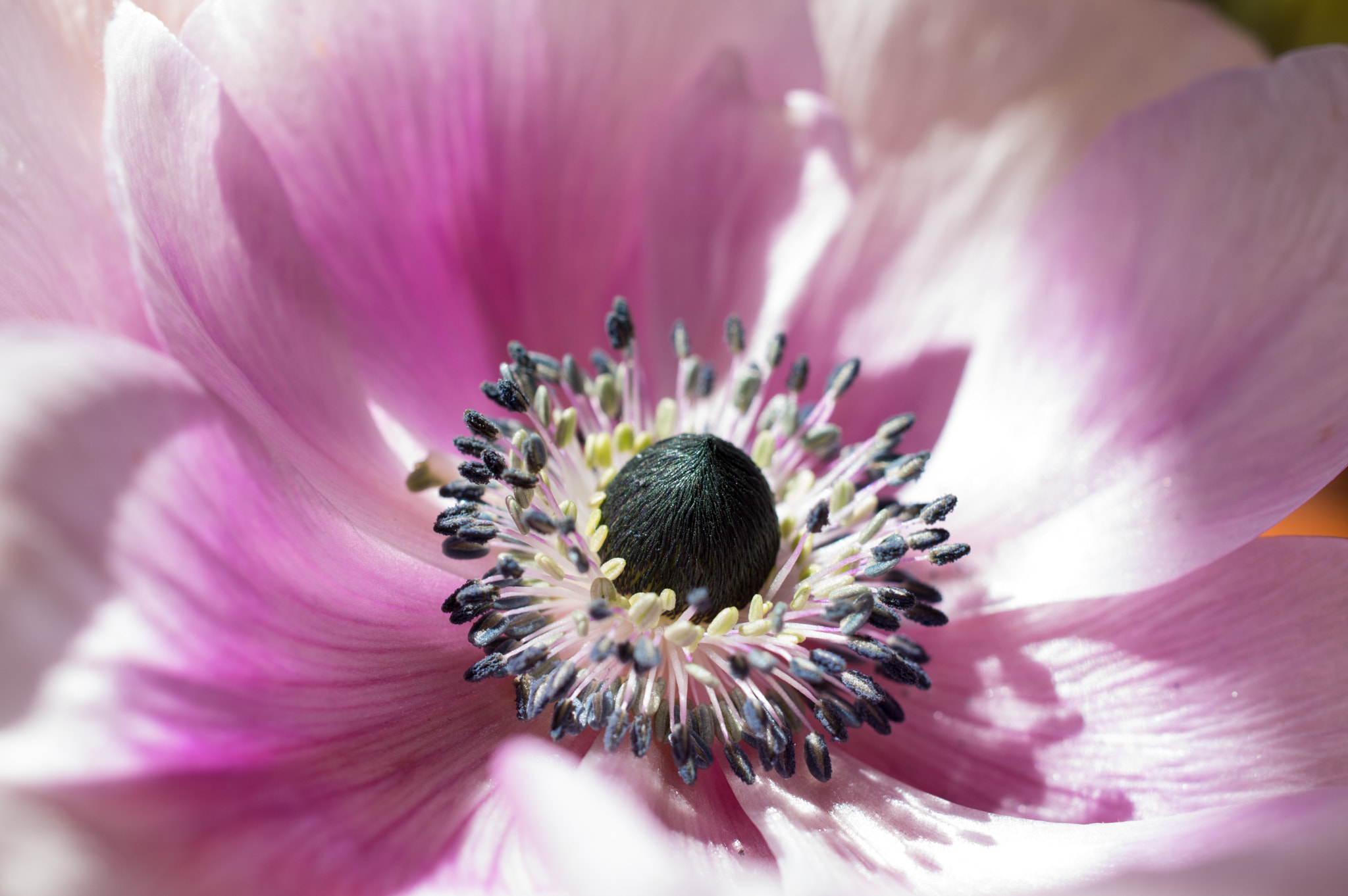 Pentax smc DA 35mm F2.8 Macro Limited sample photo. Anemone photography