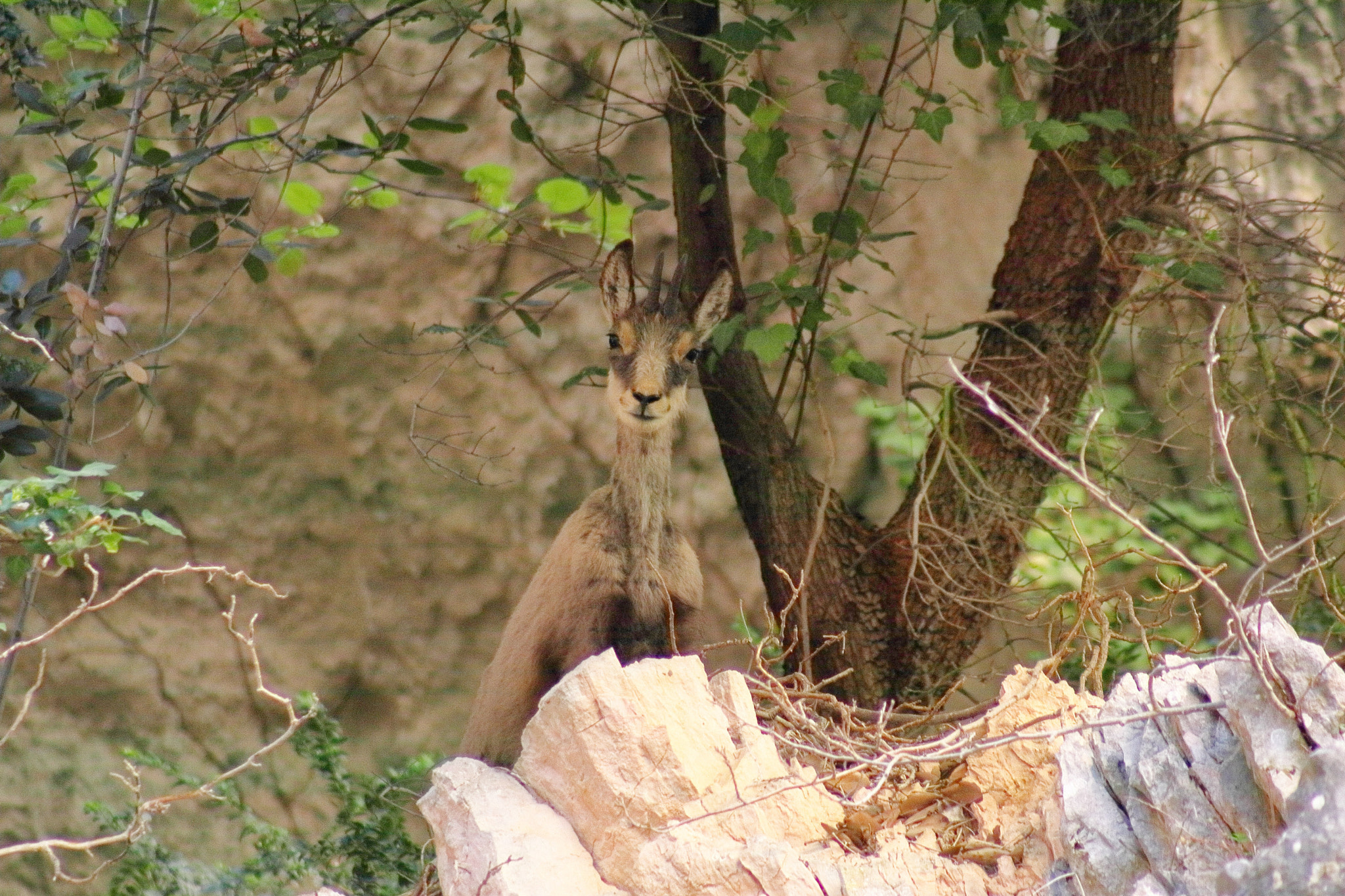 Canon EF 75-300mm f/4-5.6 USM sample photo. Chamois photography