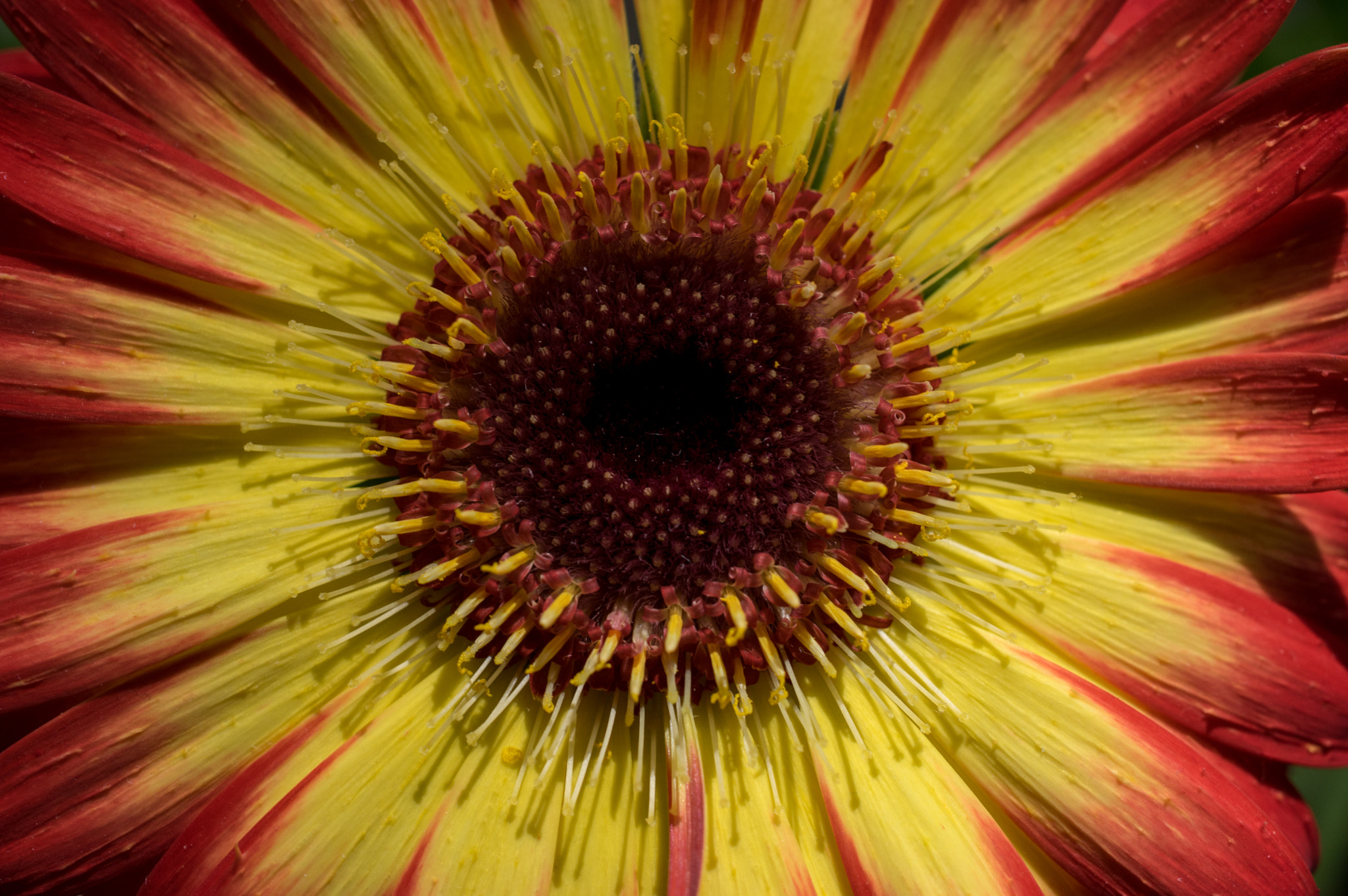 Pentax smc DA 35mm F2.8 Macro Limited sample photo. Gerbera daisy photography