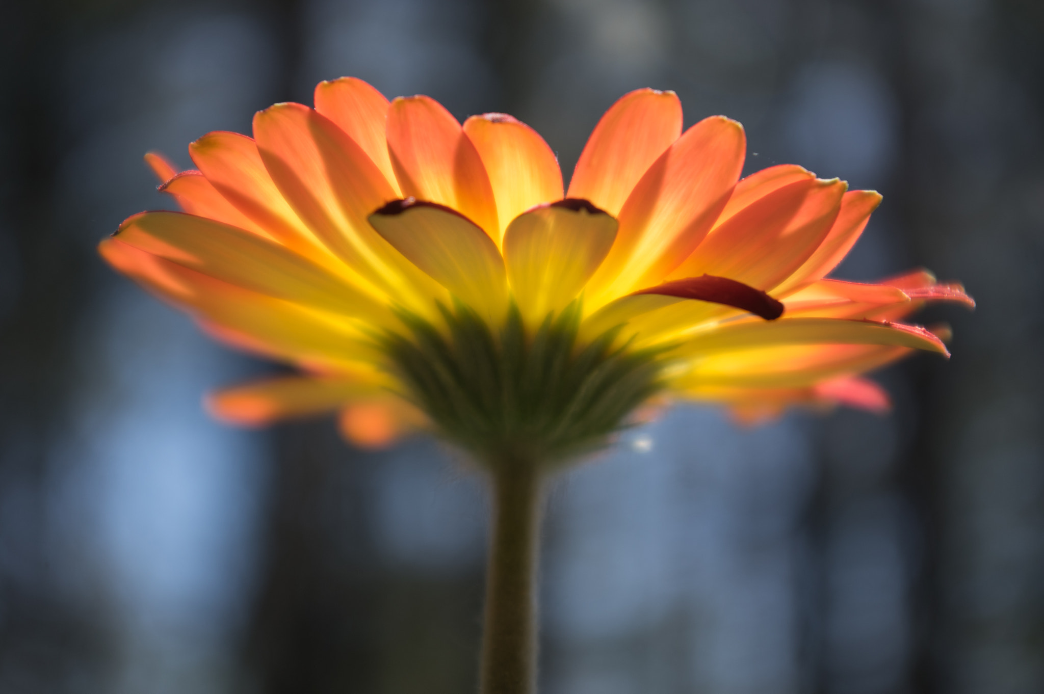 Pentax smc DA 18-55mm F3.5-5.6 AL sample photo. Center of gerbera photography