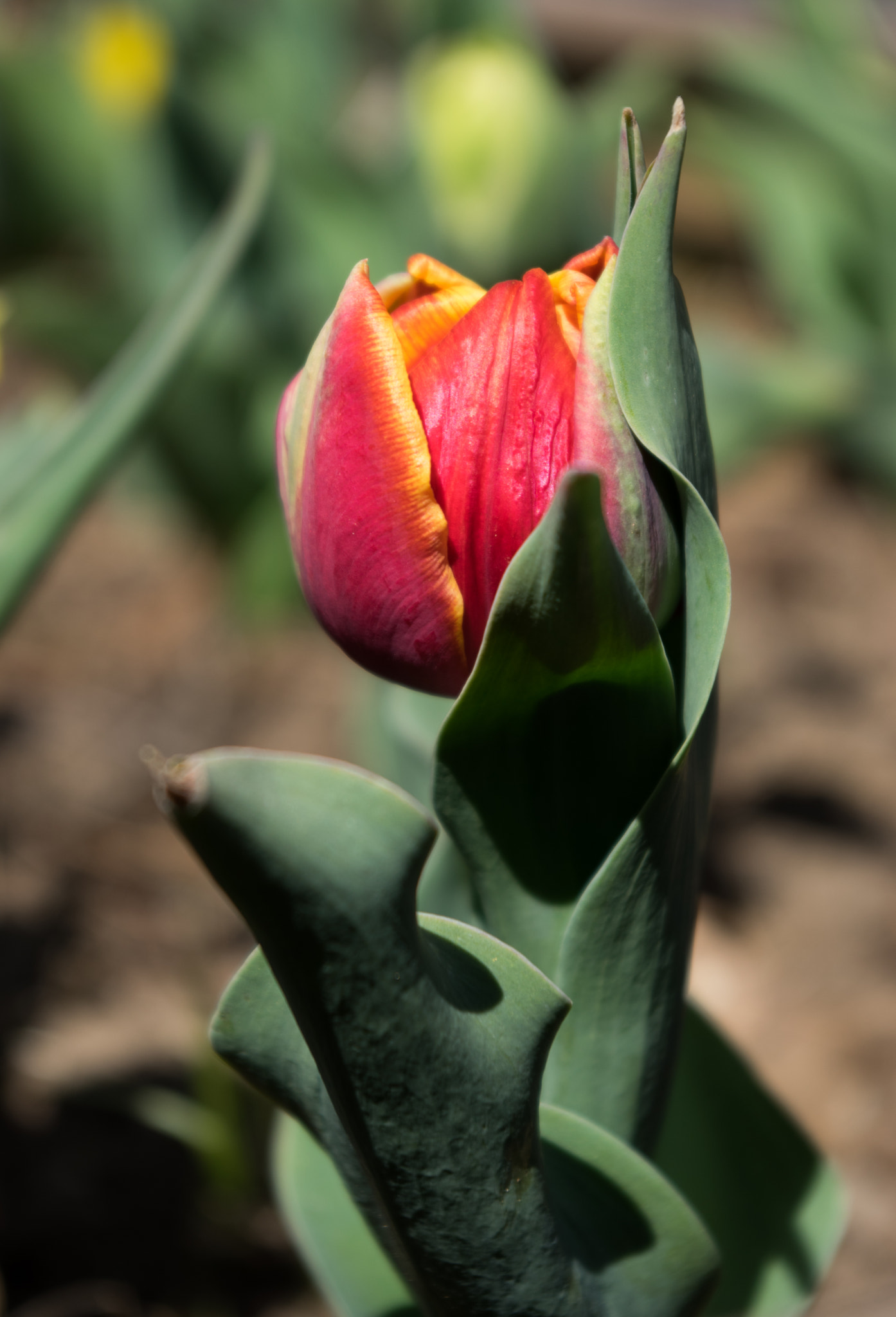 Pentax smc DA 18-55mm F3.5-5.6 AL sample photo. Tulip photography